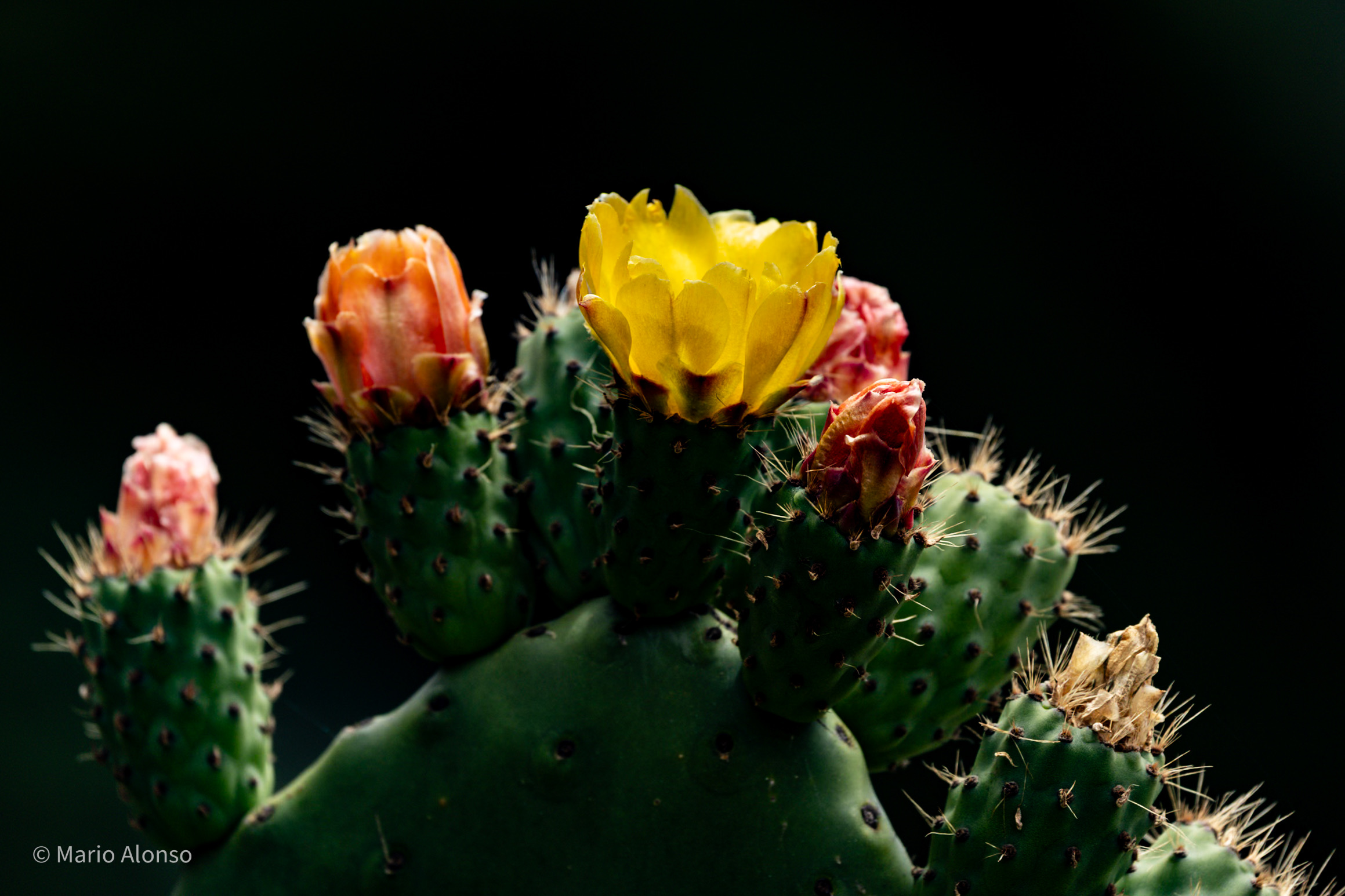 A flowering cactus