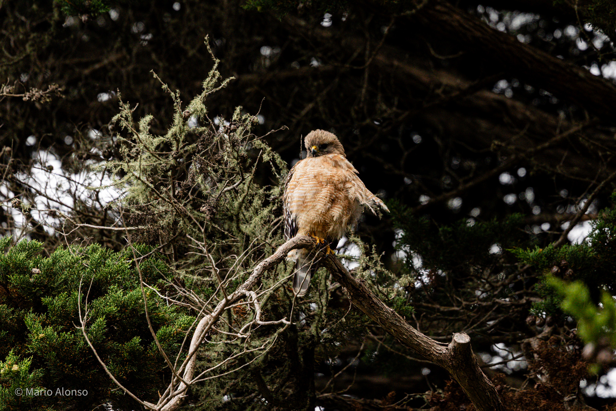 Red-shouldered Hawk, Known by Ear