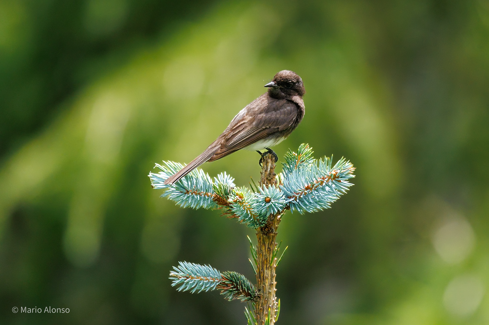 Black Phoebe on Blue Spruce