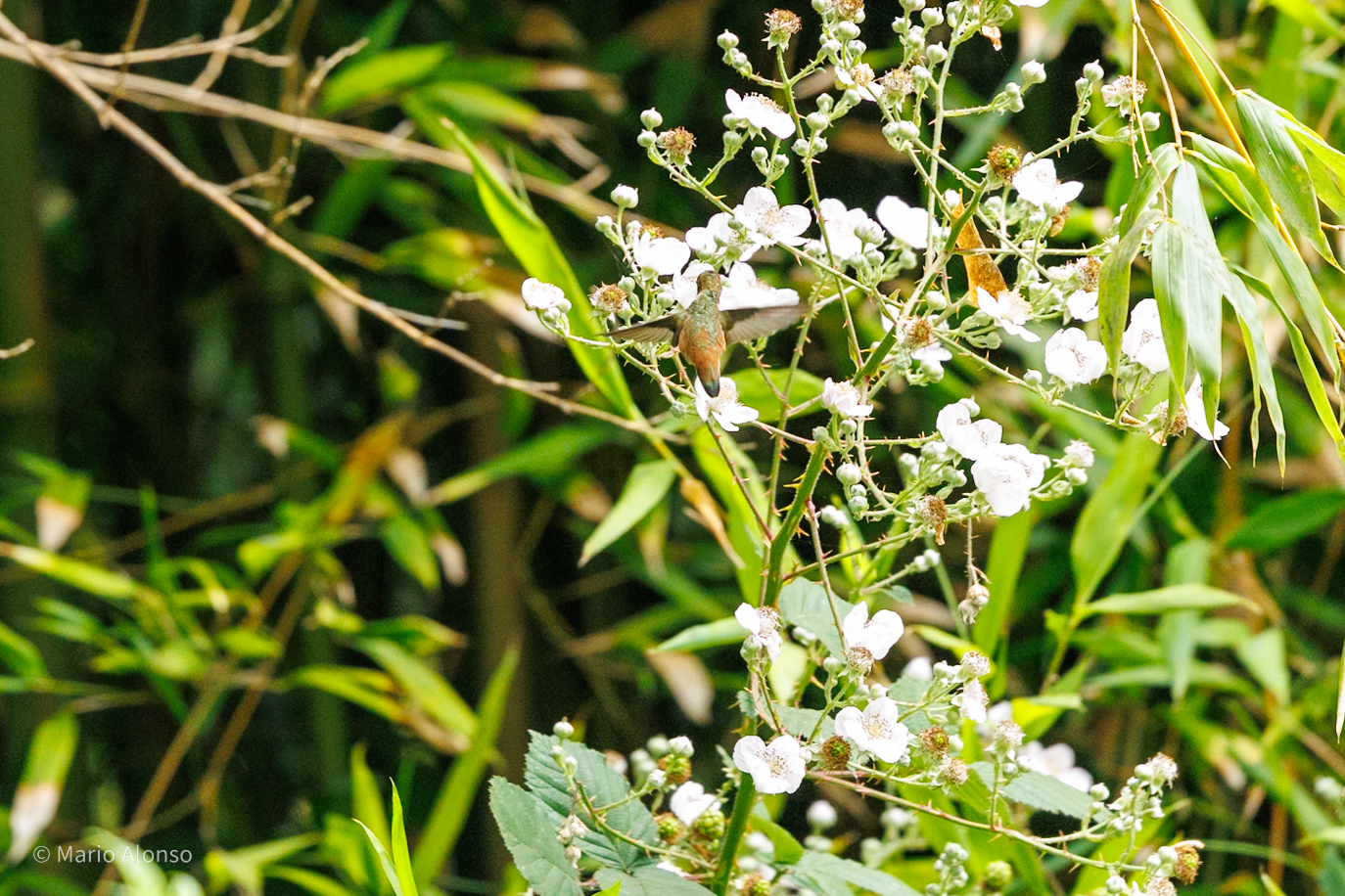 Allen's Hummingbird, Golden Gate Botanical Garden, San Francisco