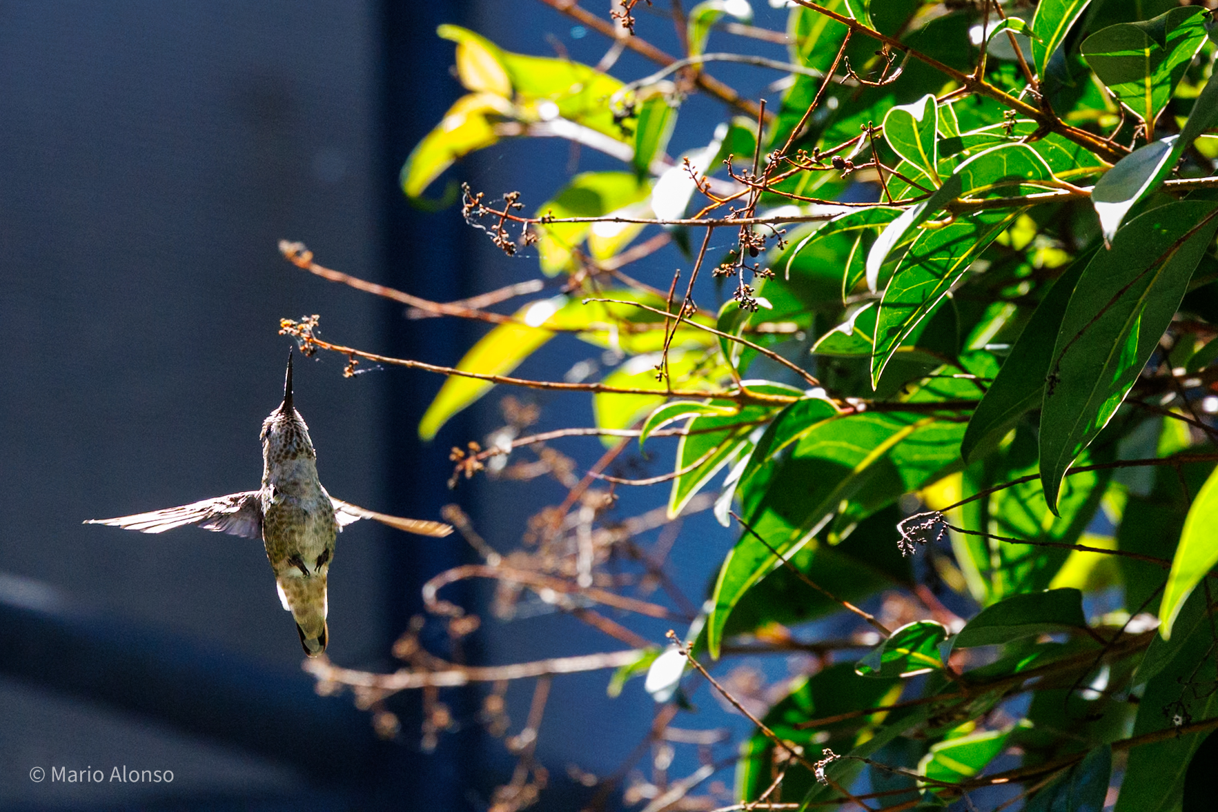 Anna's Hummingbird Holding the Light