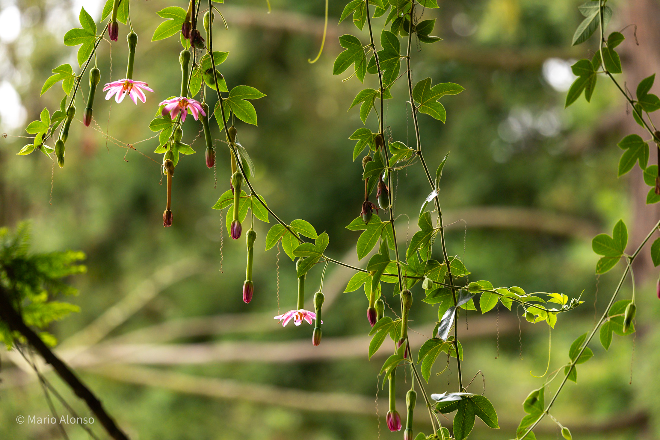 Curtain of Passionflower