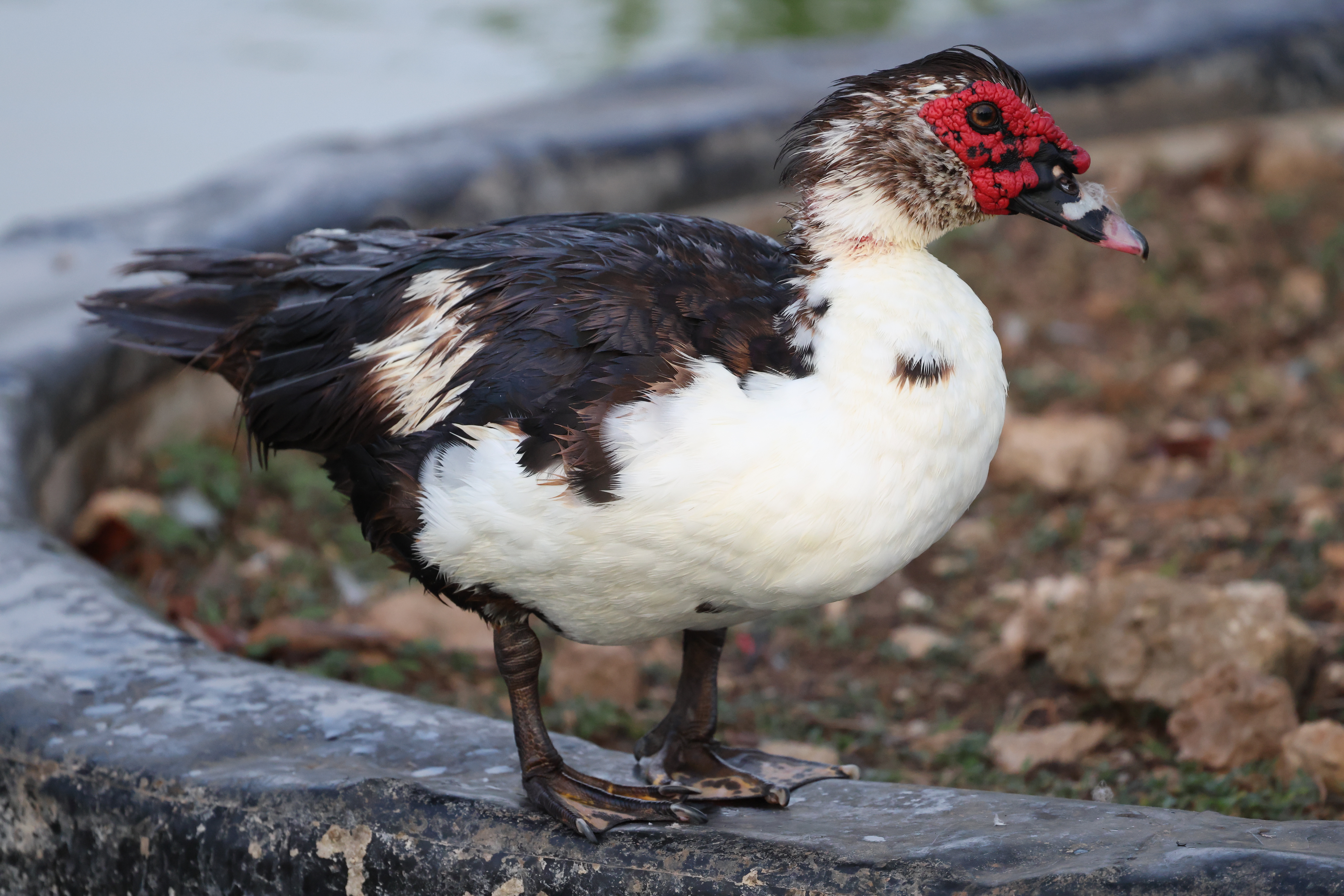 Muscovy Duck, a Mexican Native in Disguise