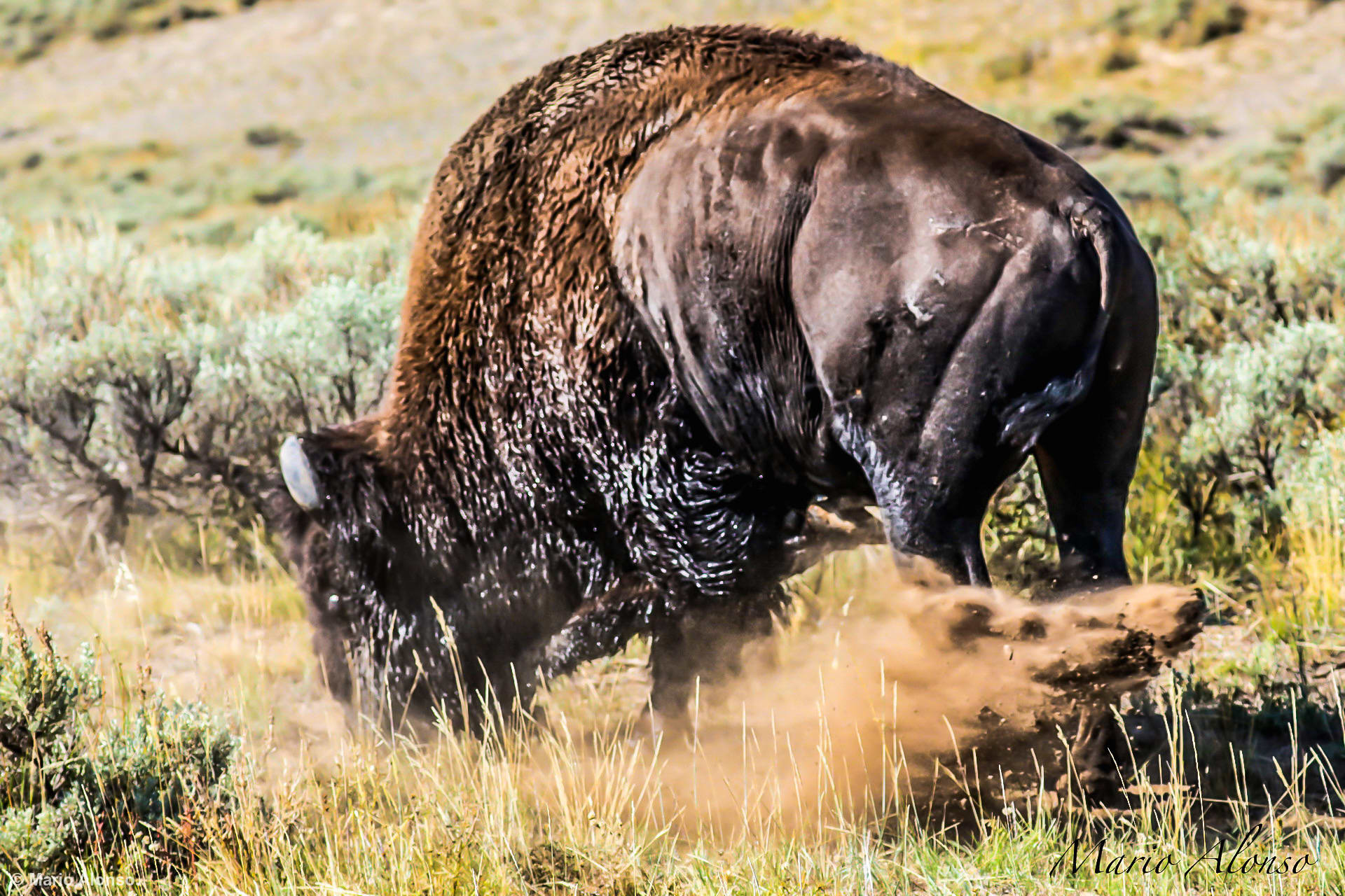 Male Bison getting ready for the ladies