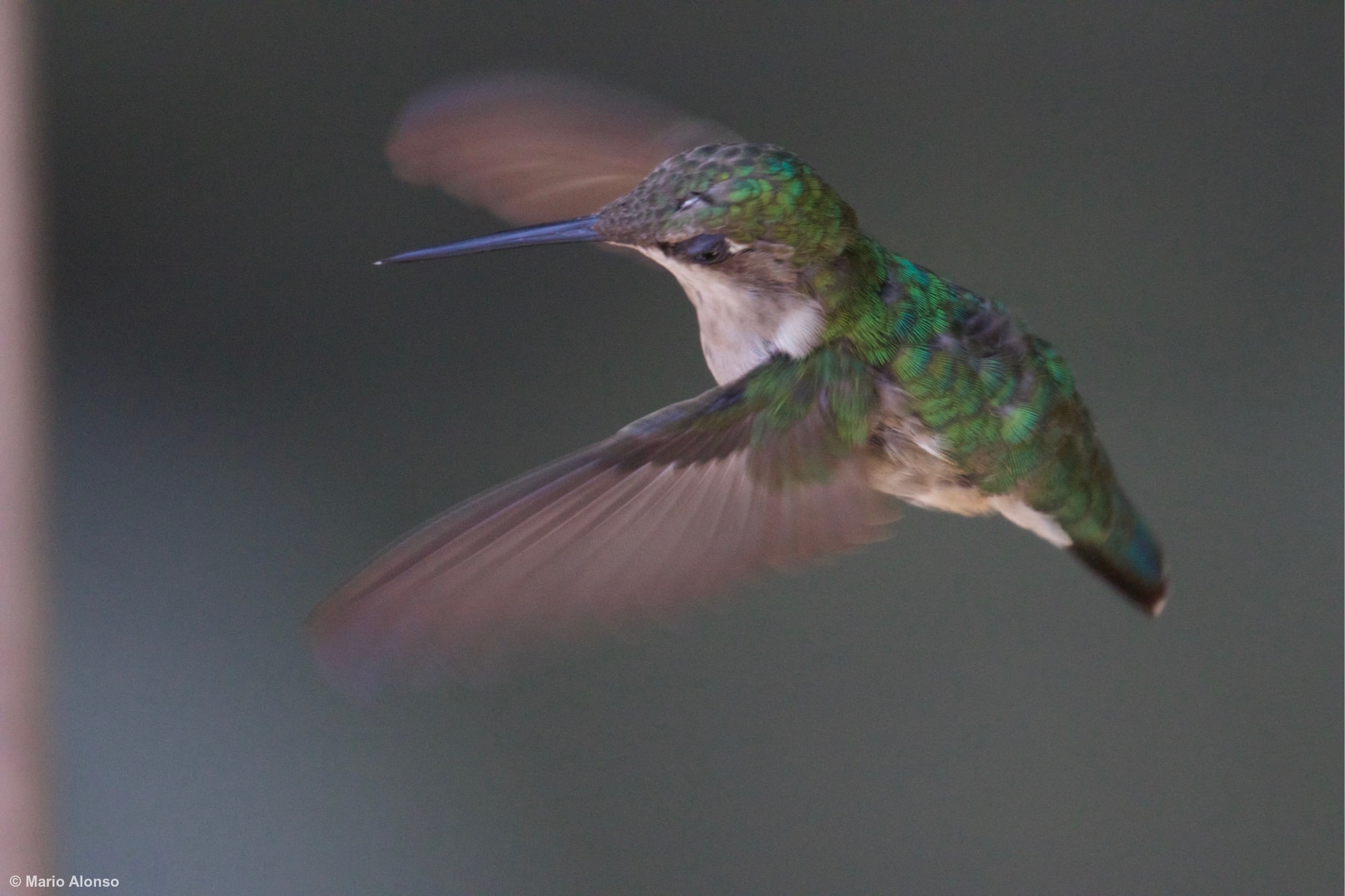 Ruby-throated Hummingbird Hovering