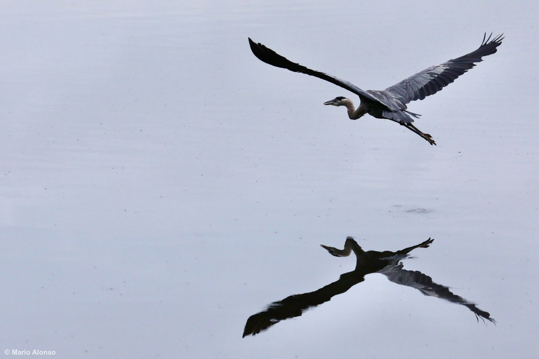 Great Blue Heron Over Tranquil Waters