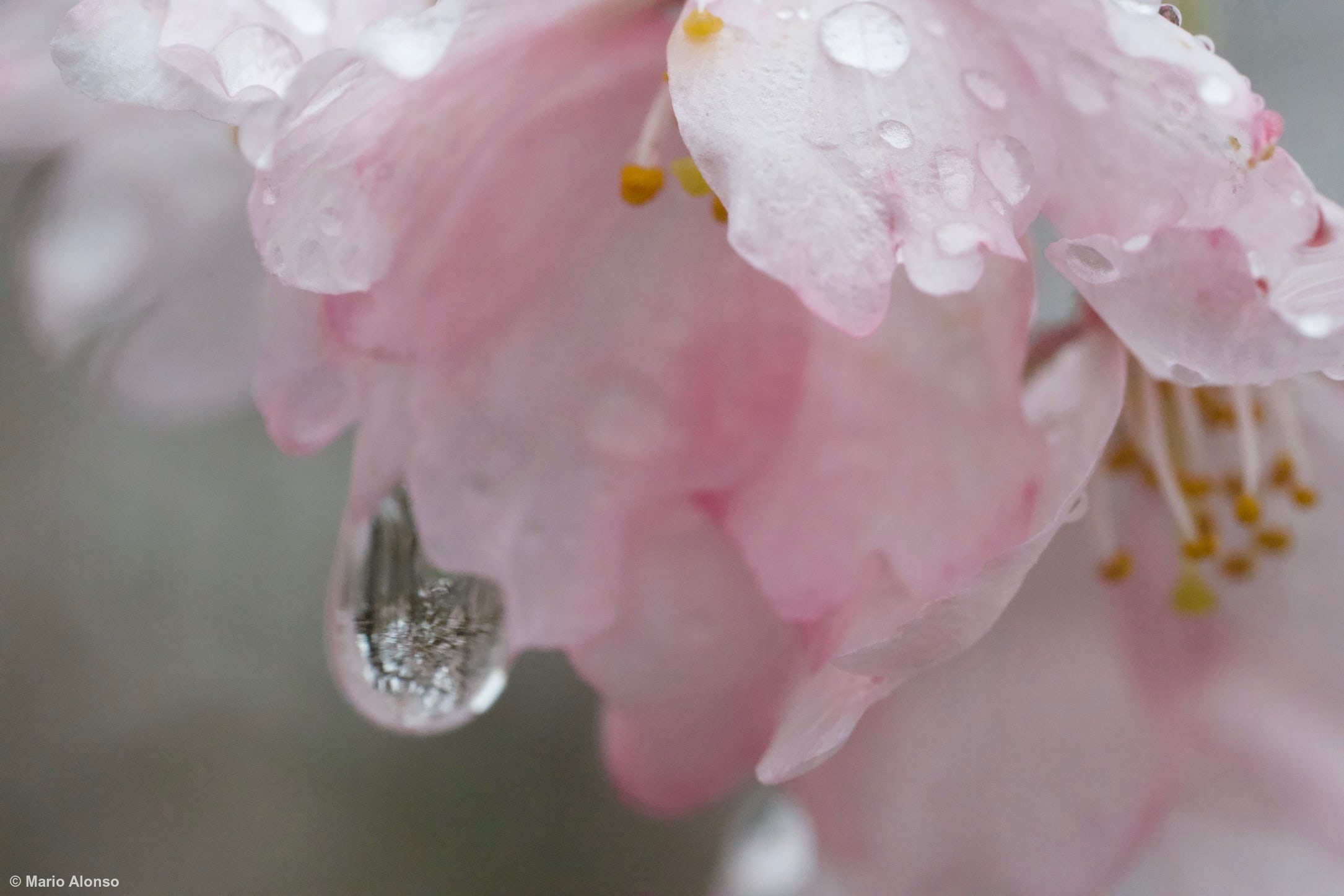 Morning Dew on Cherry Blossoms