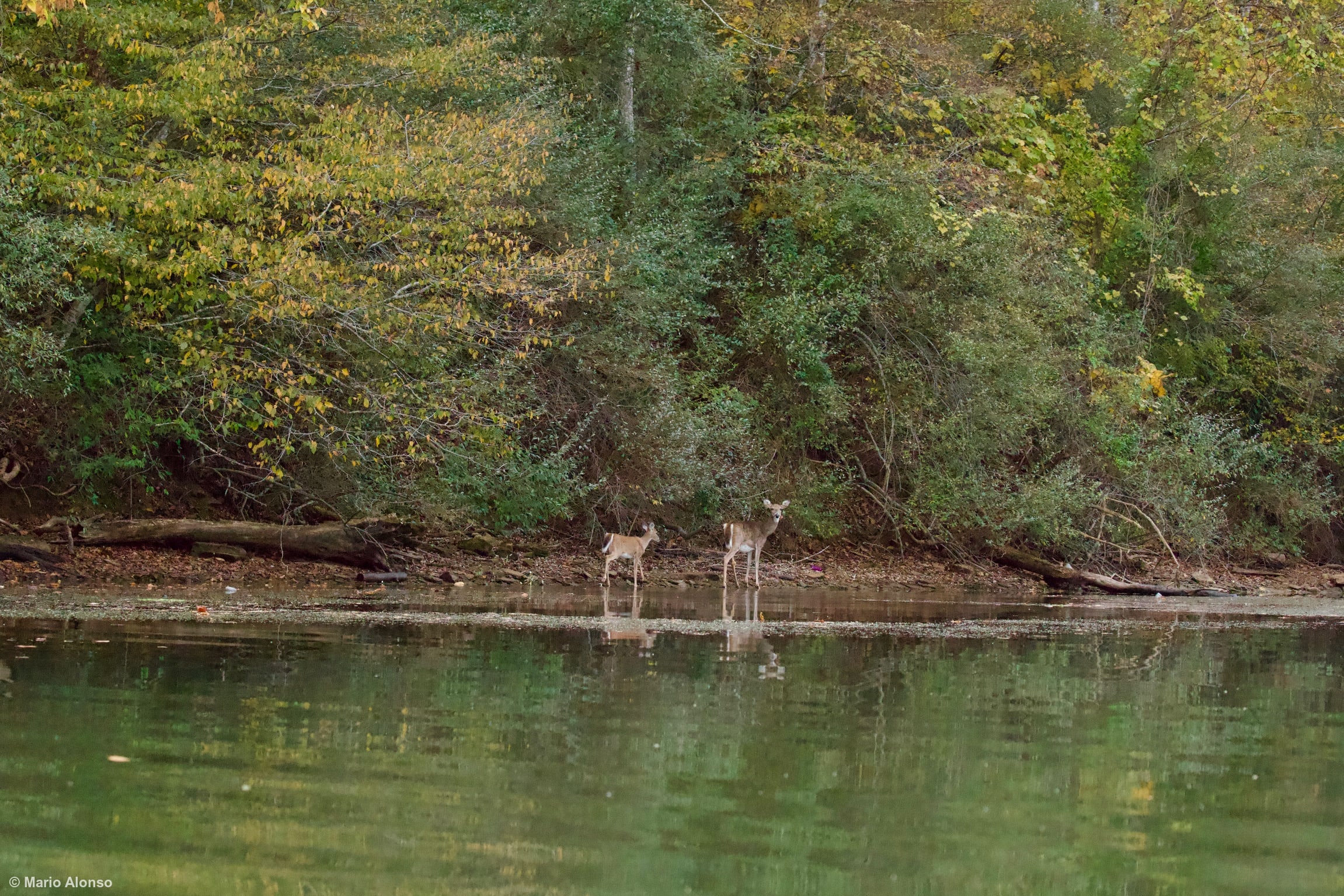 White-tailed Deer at Lakeshore