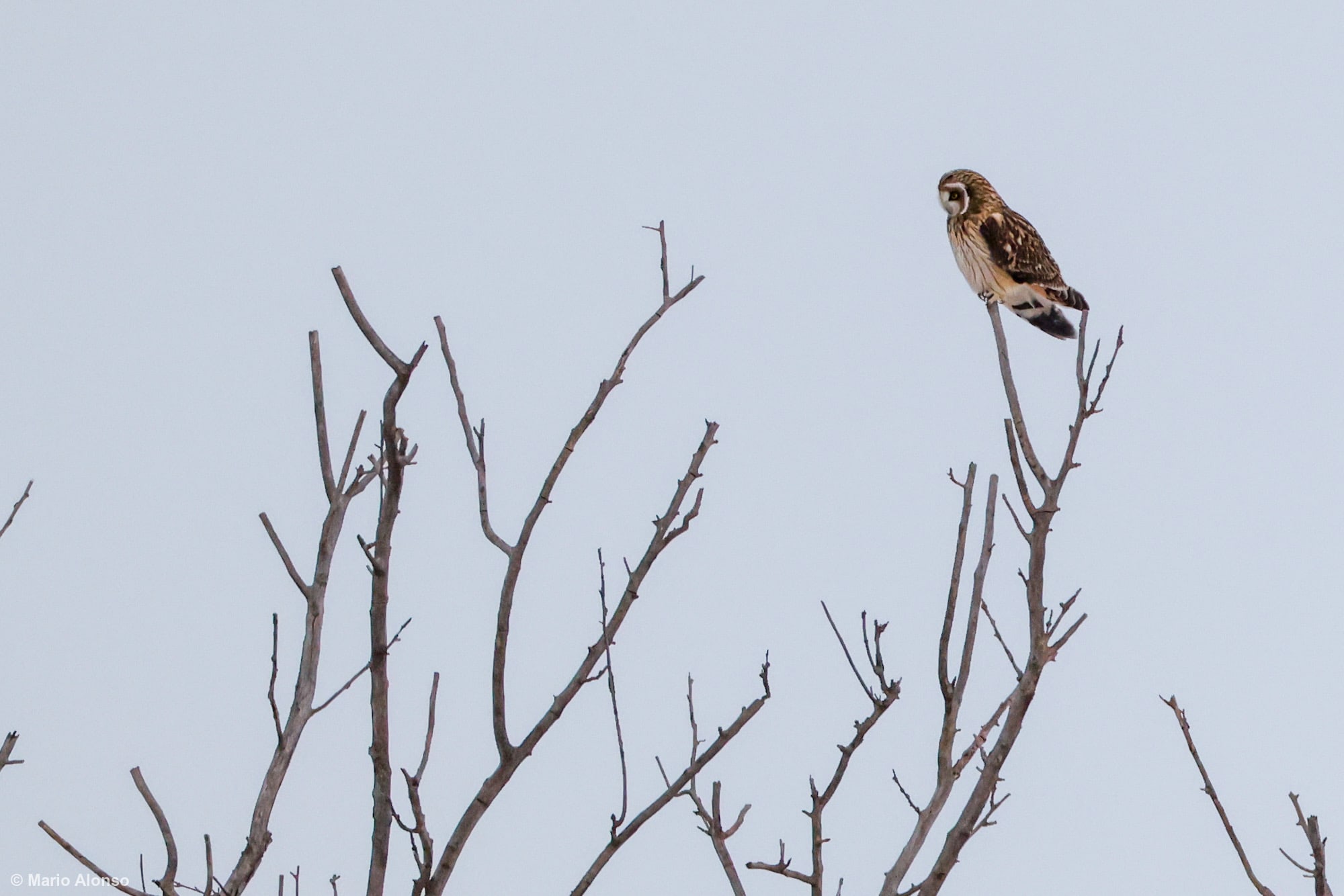 Short-eared Owl Perched