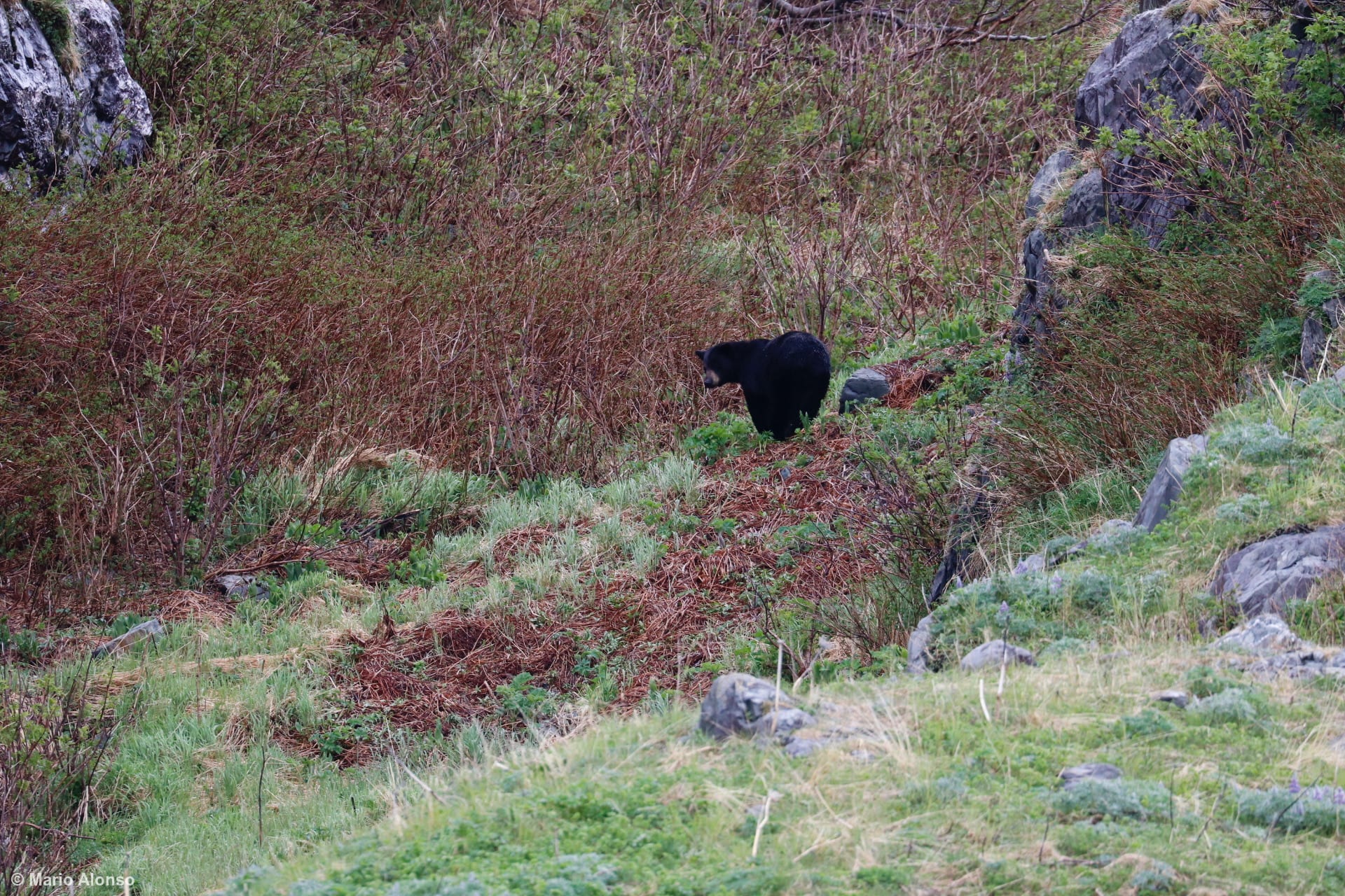 Black Bear in the Wild