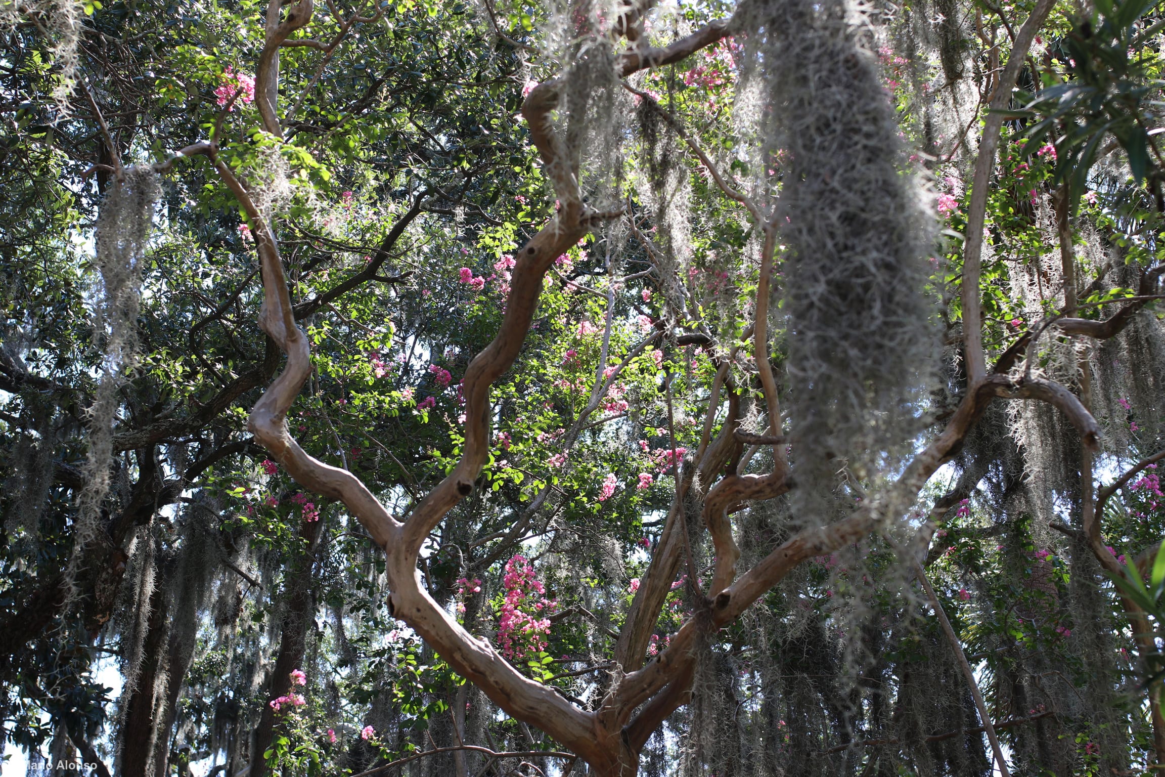 Spanish Moss Canopy