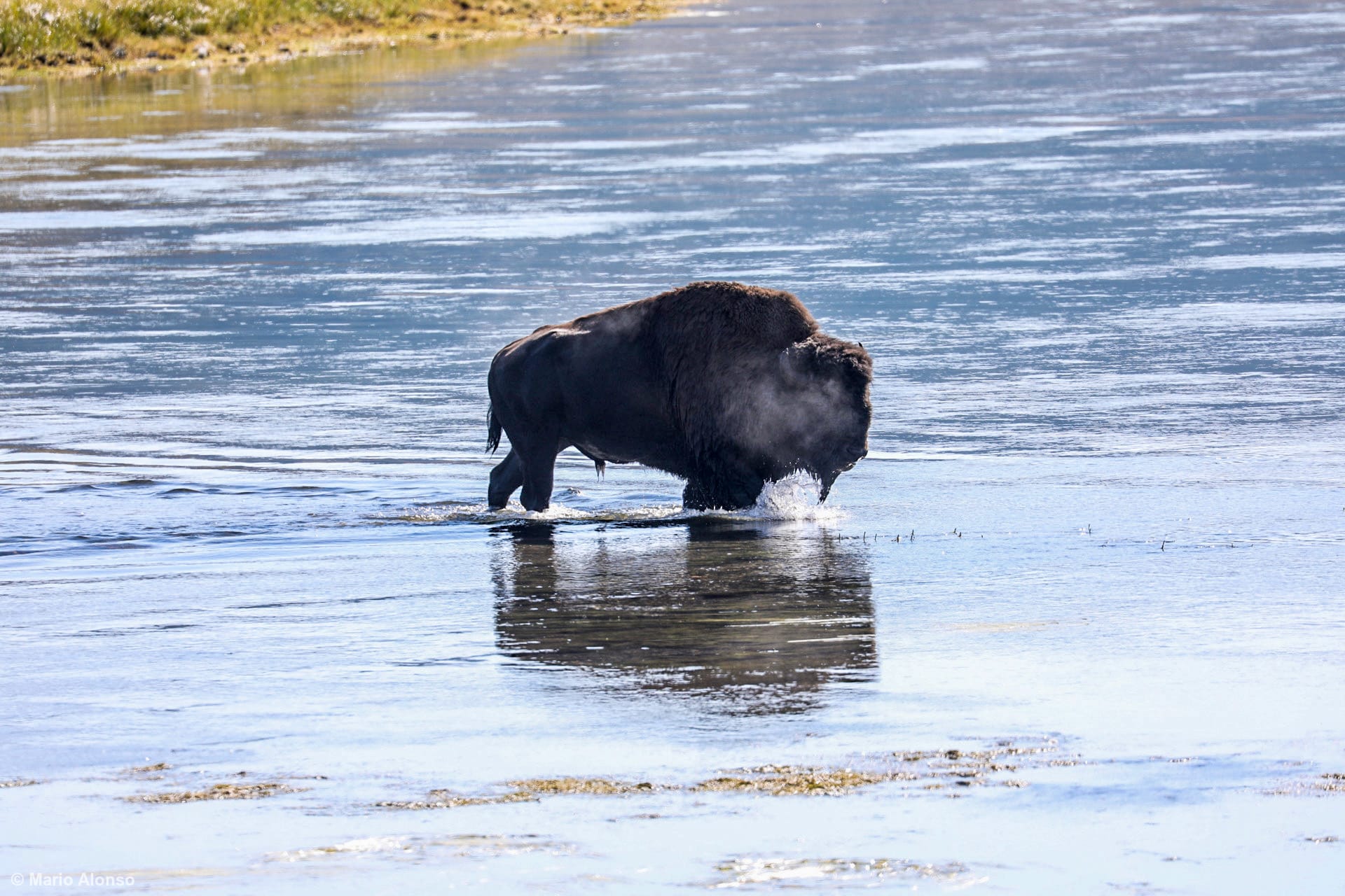 Bison crossing the Yellowstone river on a cold