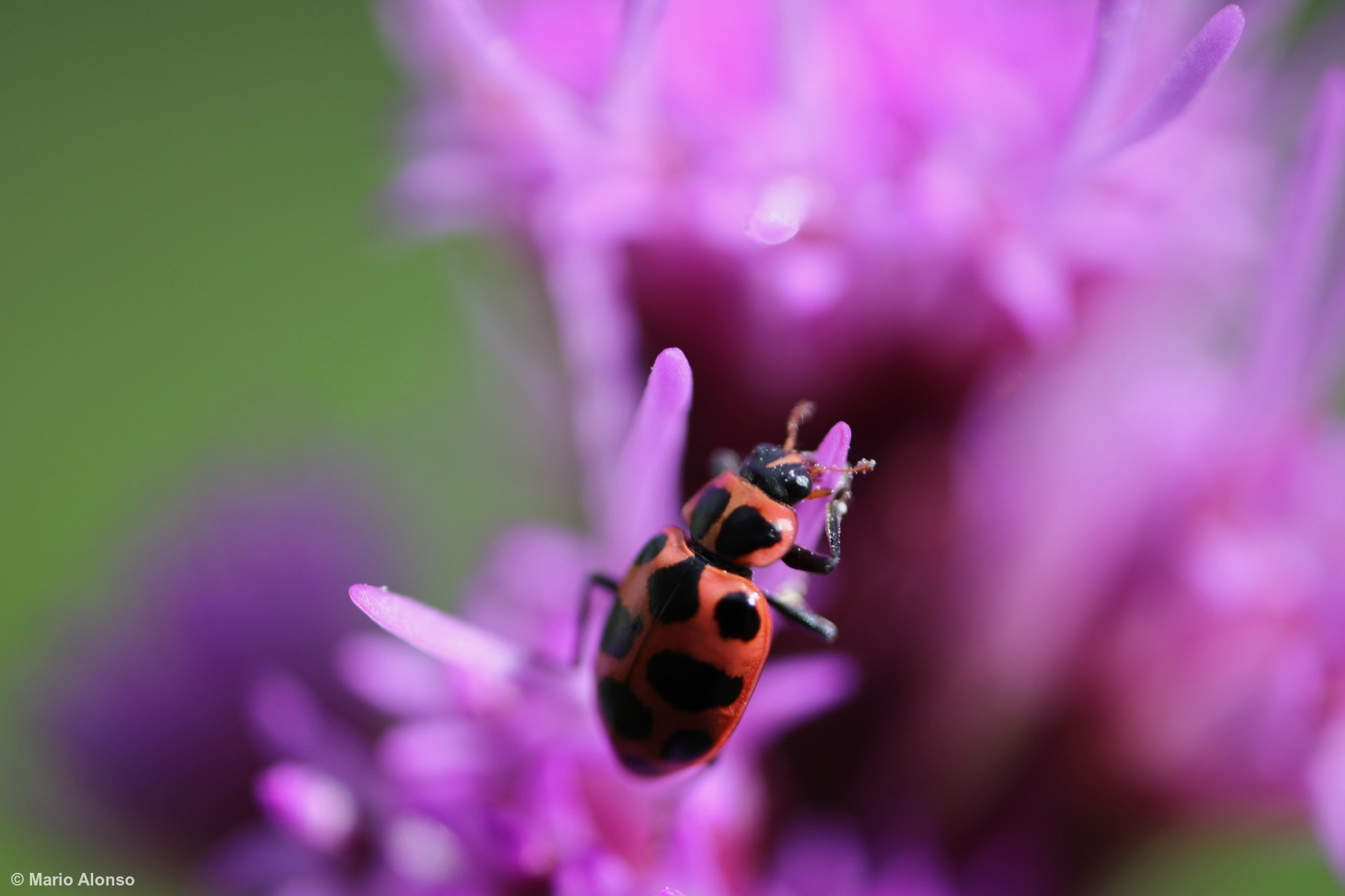 Spotted Lady Beetle Close-up