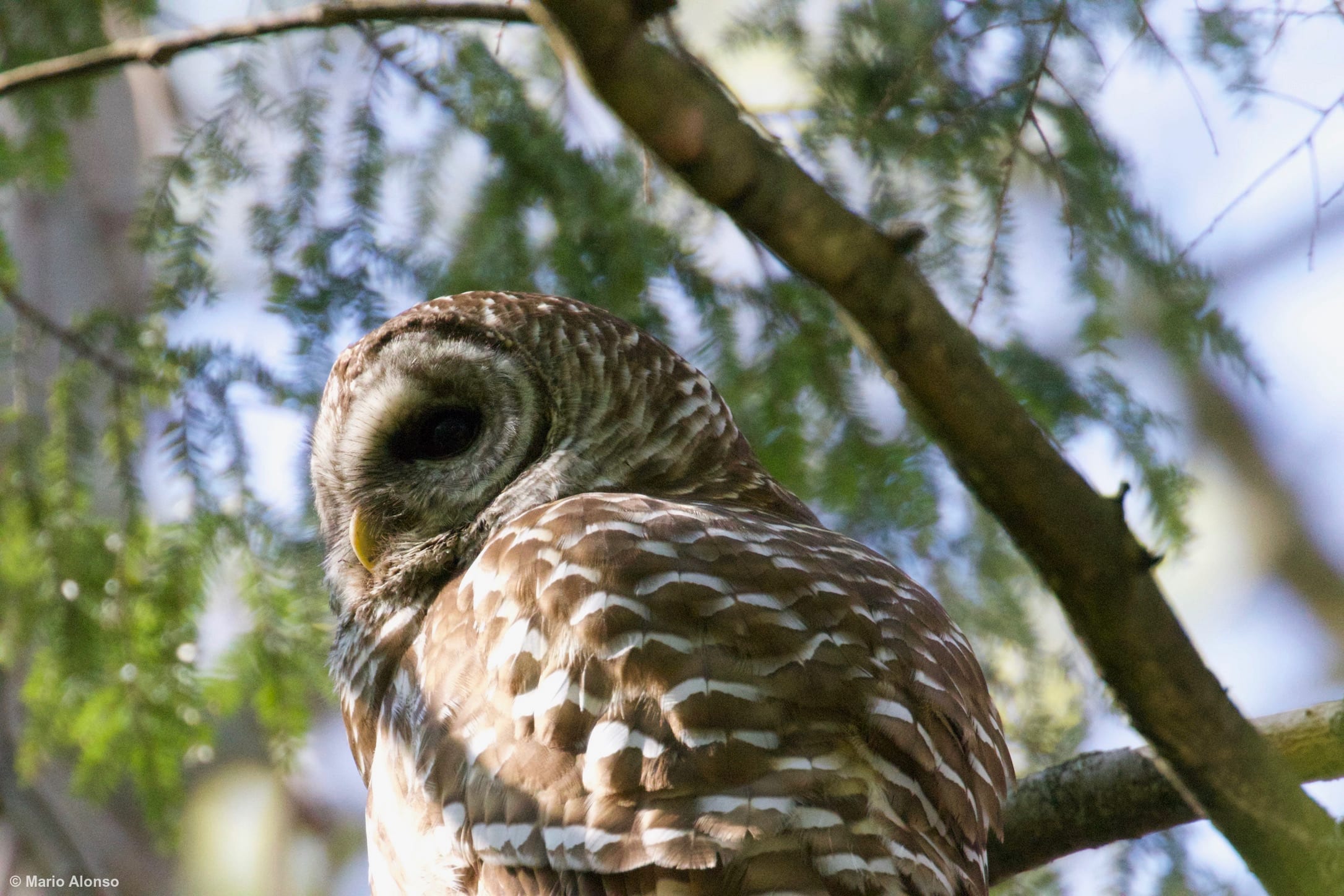Barred Owl Sunbathing