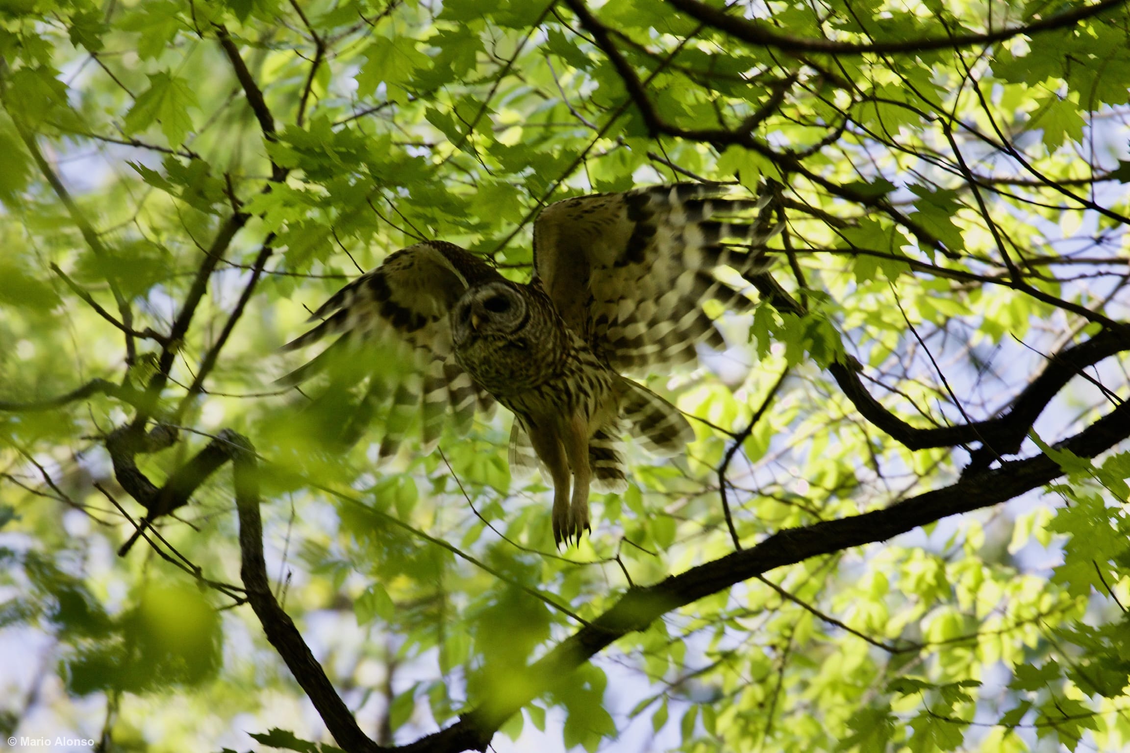 Barred Owl Taking Flight