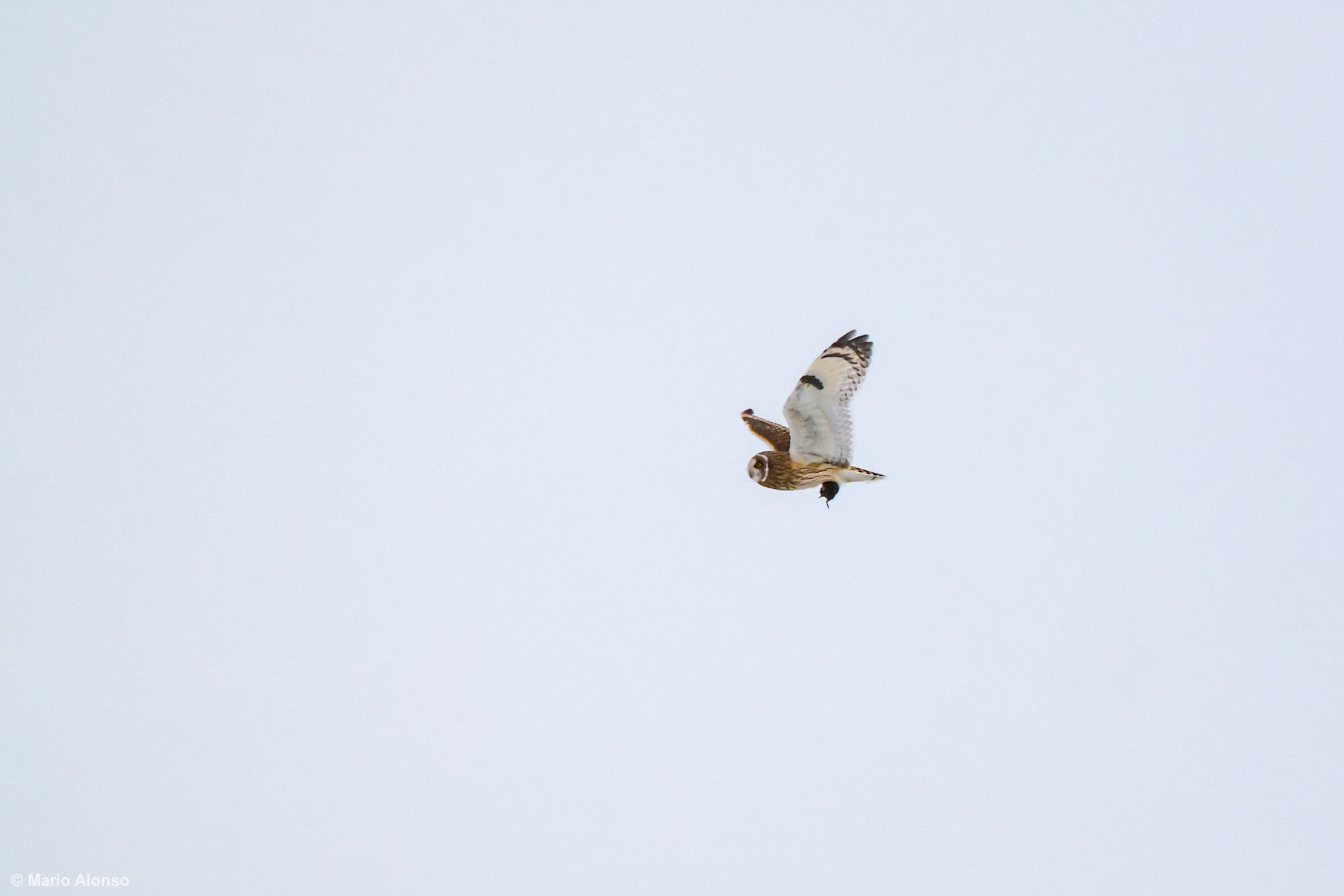 Short-eared Owl with Prey