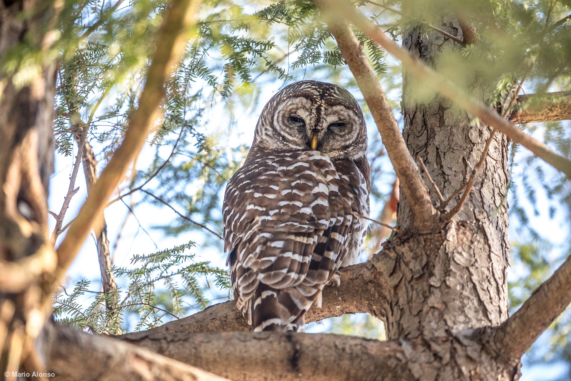 Barred Owl Morning Nap