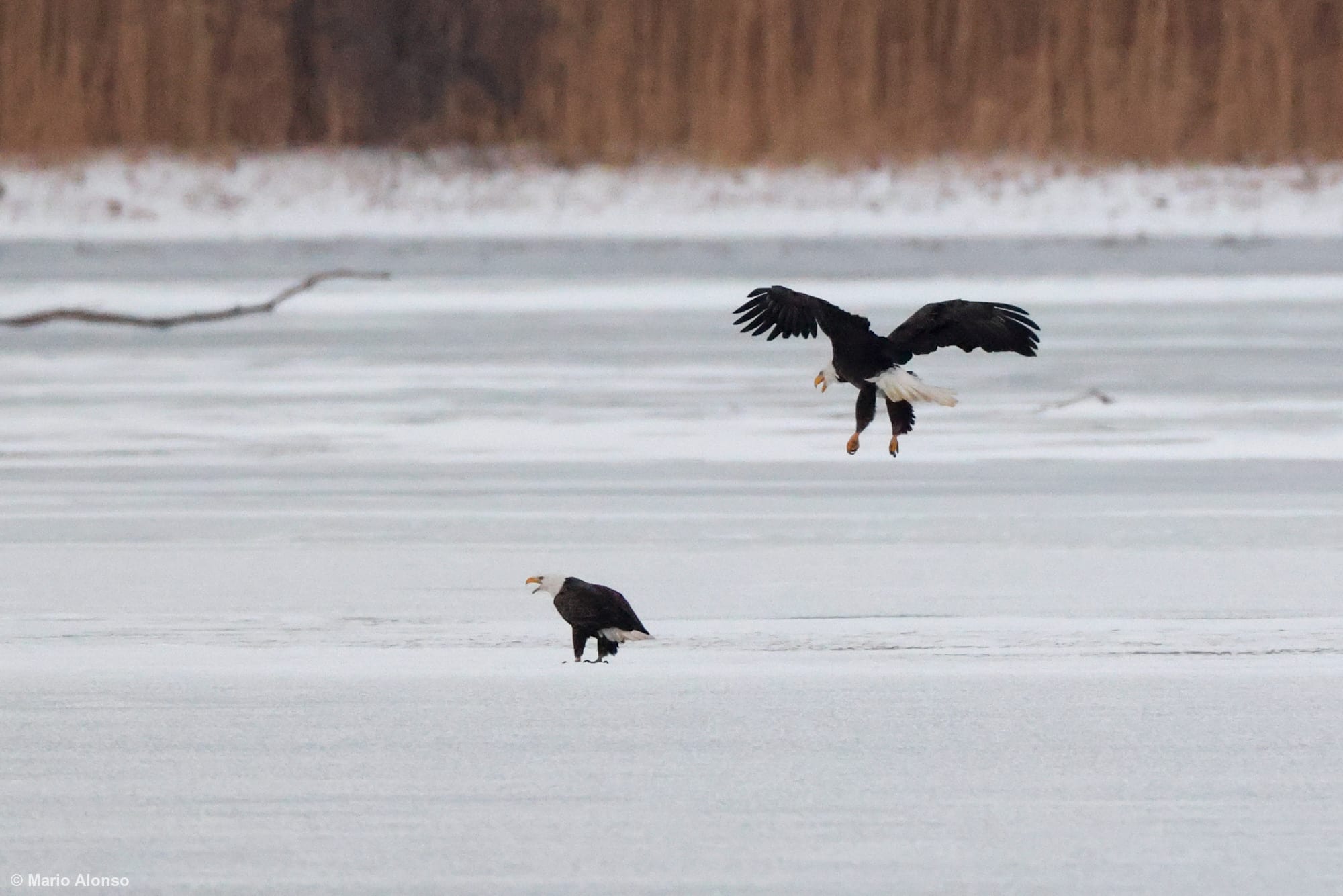 Bald Eagle Courtship Dance