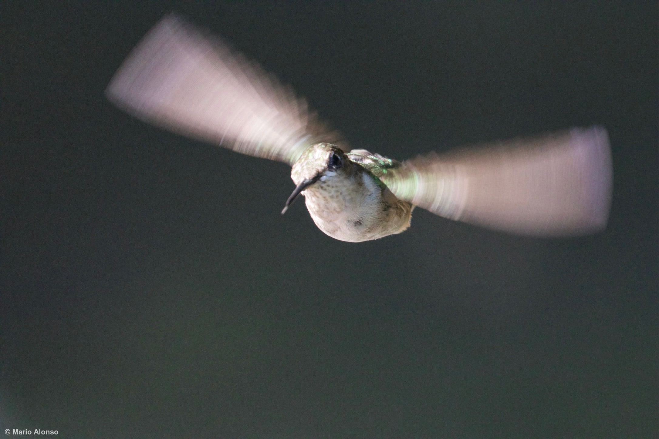 Ruby-throated Hummingbird Portrait