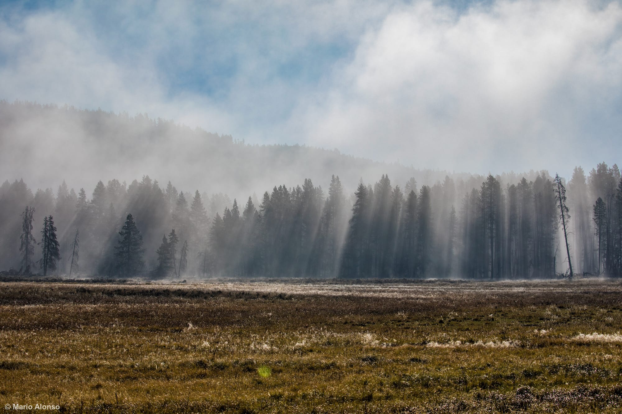 Sunbeams Through the Forest