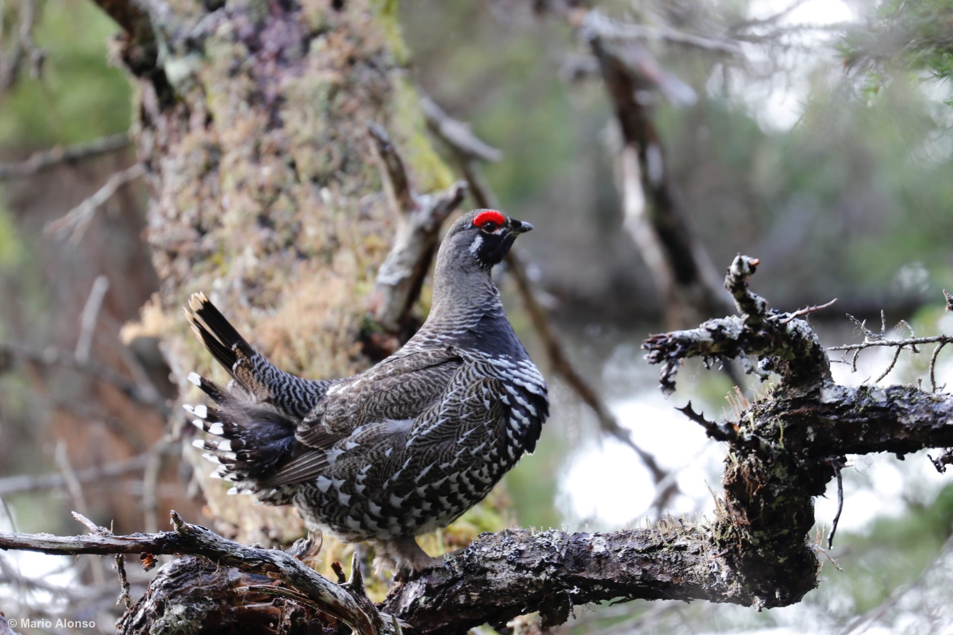 Male Spruce Grouse Display
