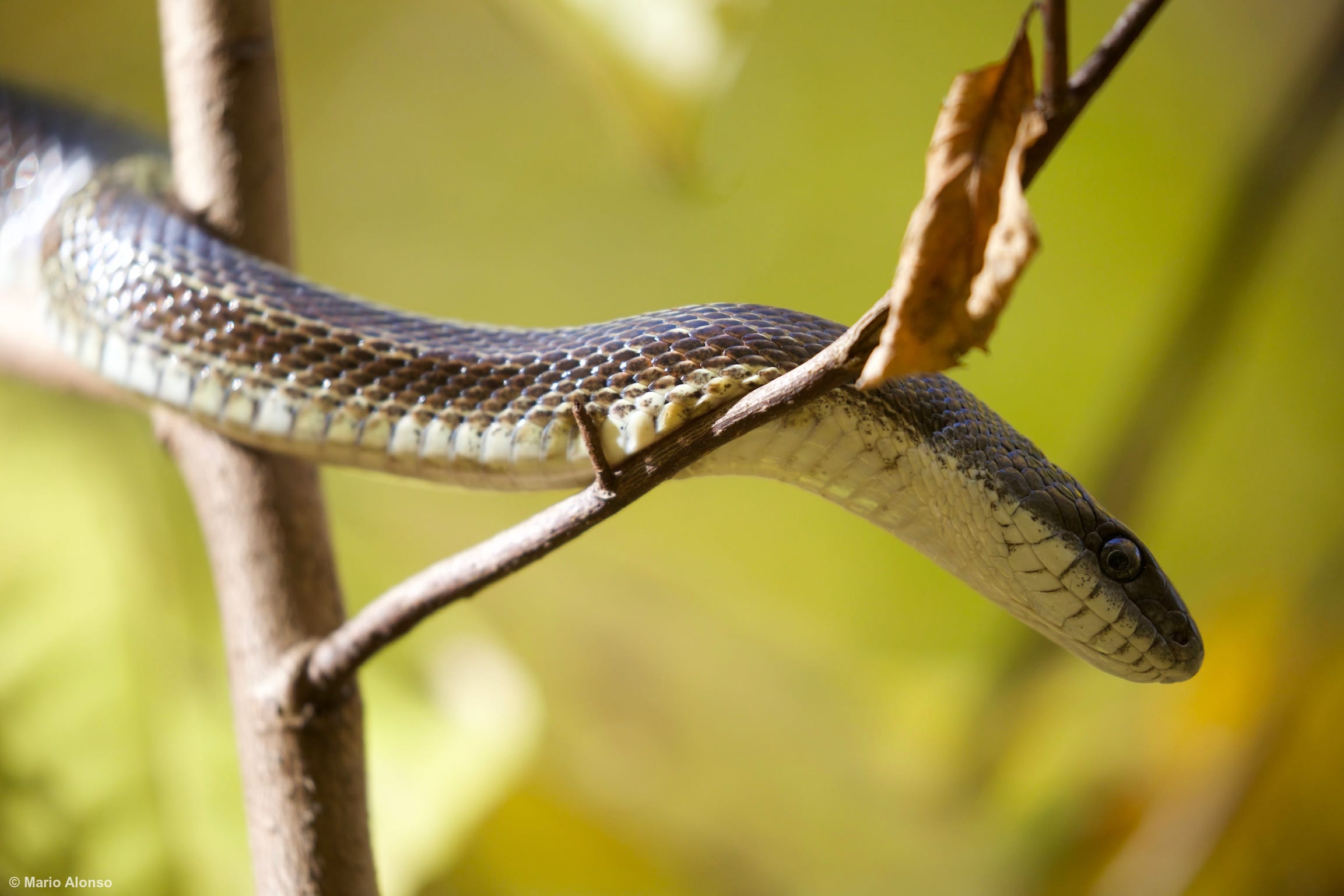 Eastern Rat Snake