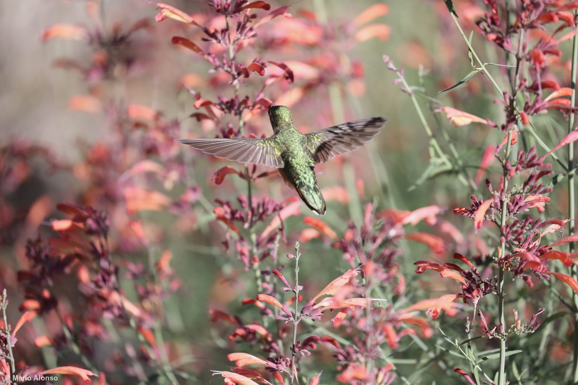 Broad-tailed Hummingbird Feeding