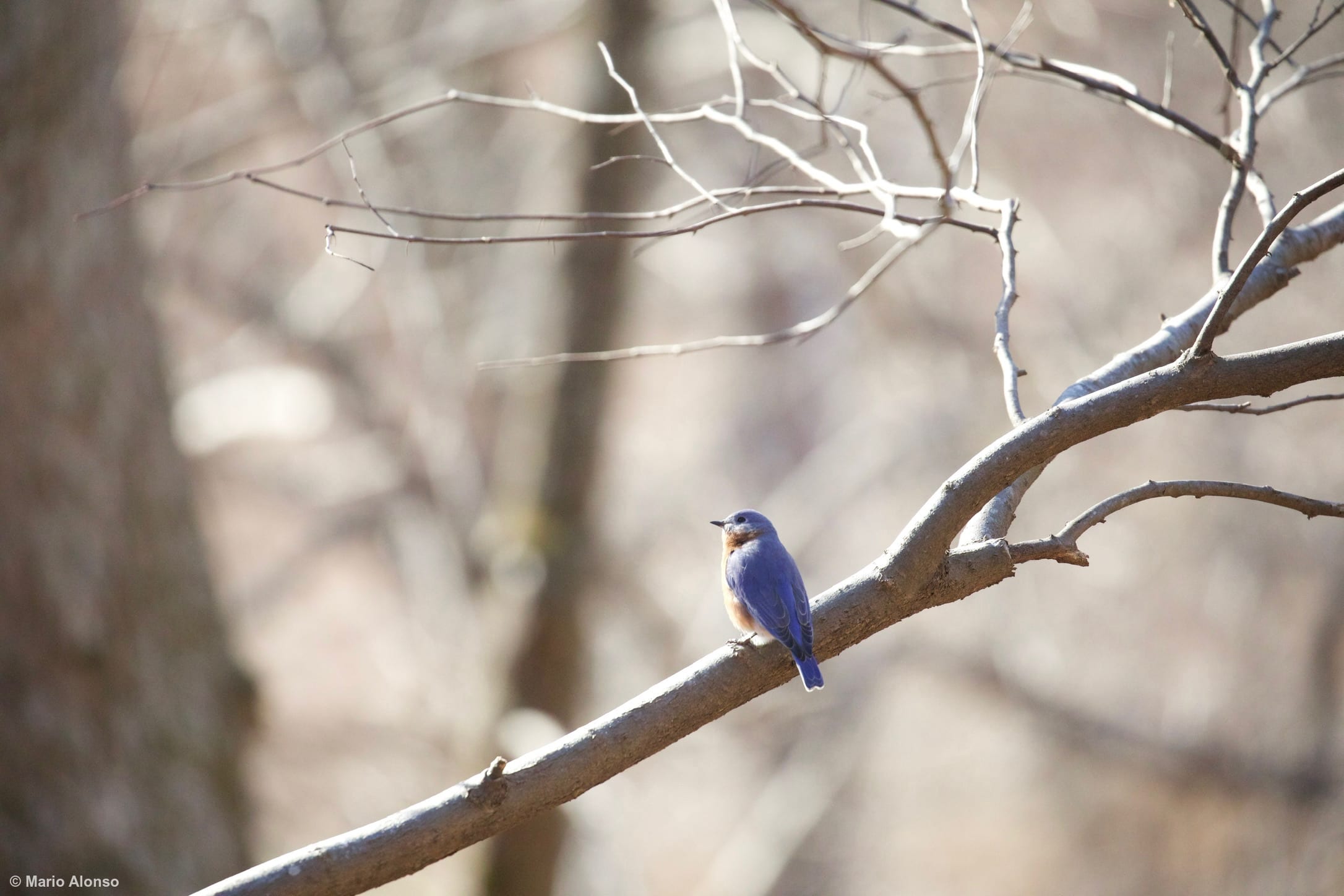 Eastern Bluebird