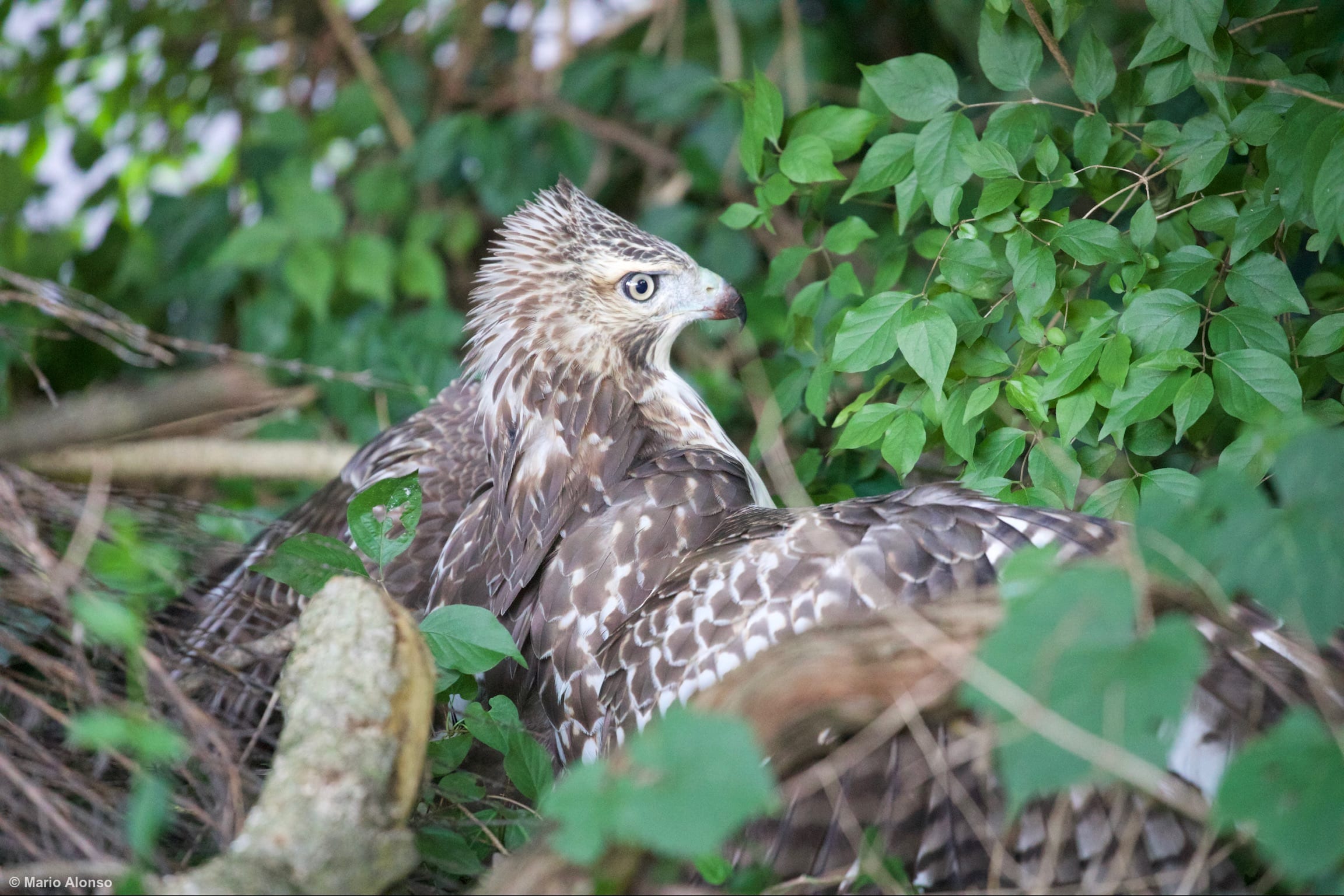 Red-tailed hawk Standing