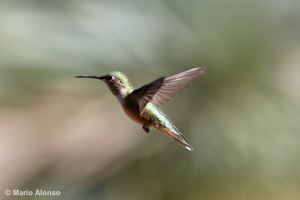 Broad-tailed Hummingbird in Flight
