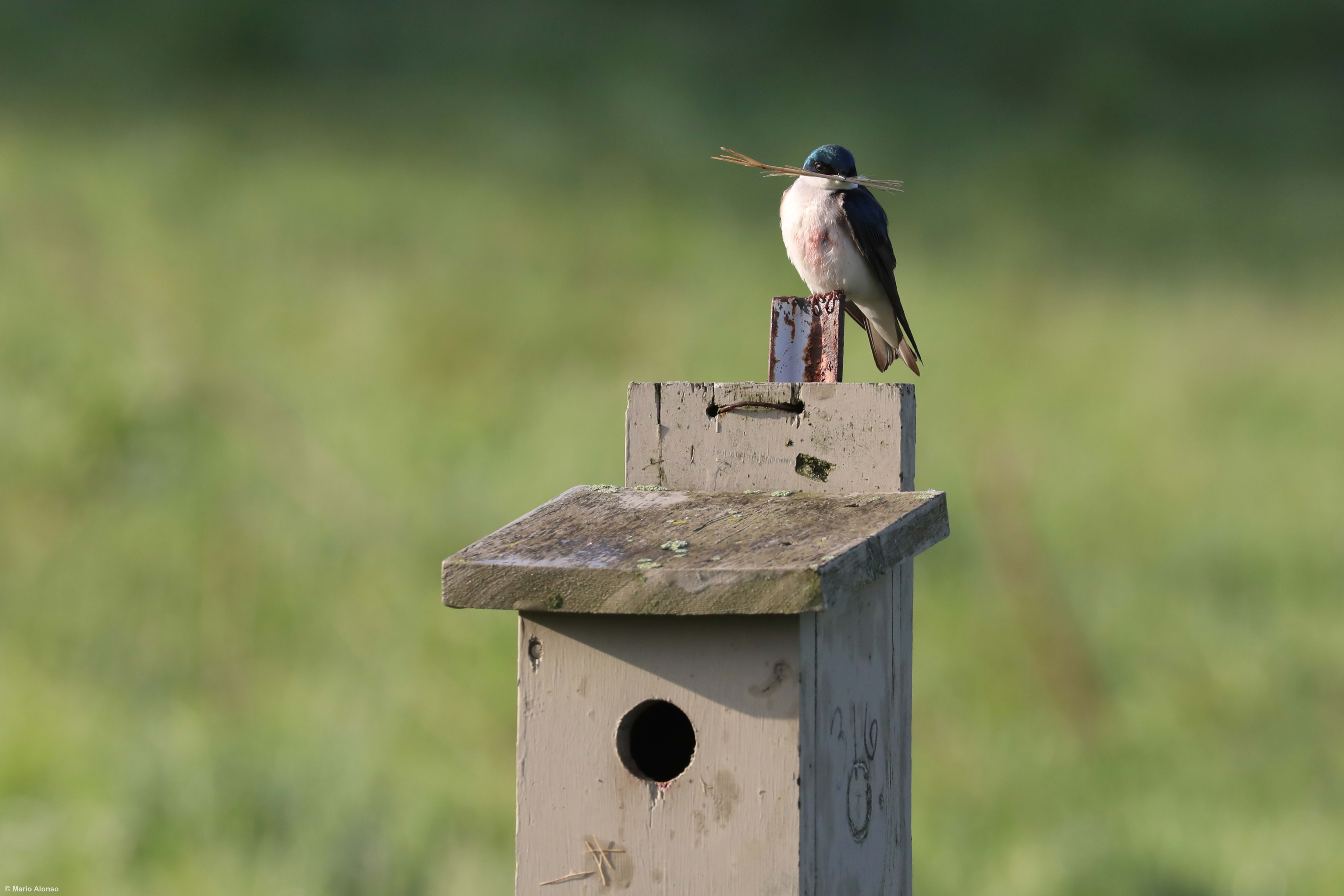 Tree swallow