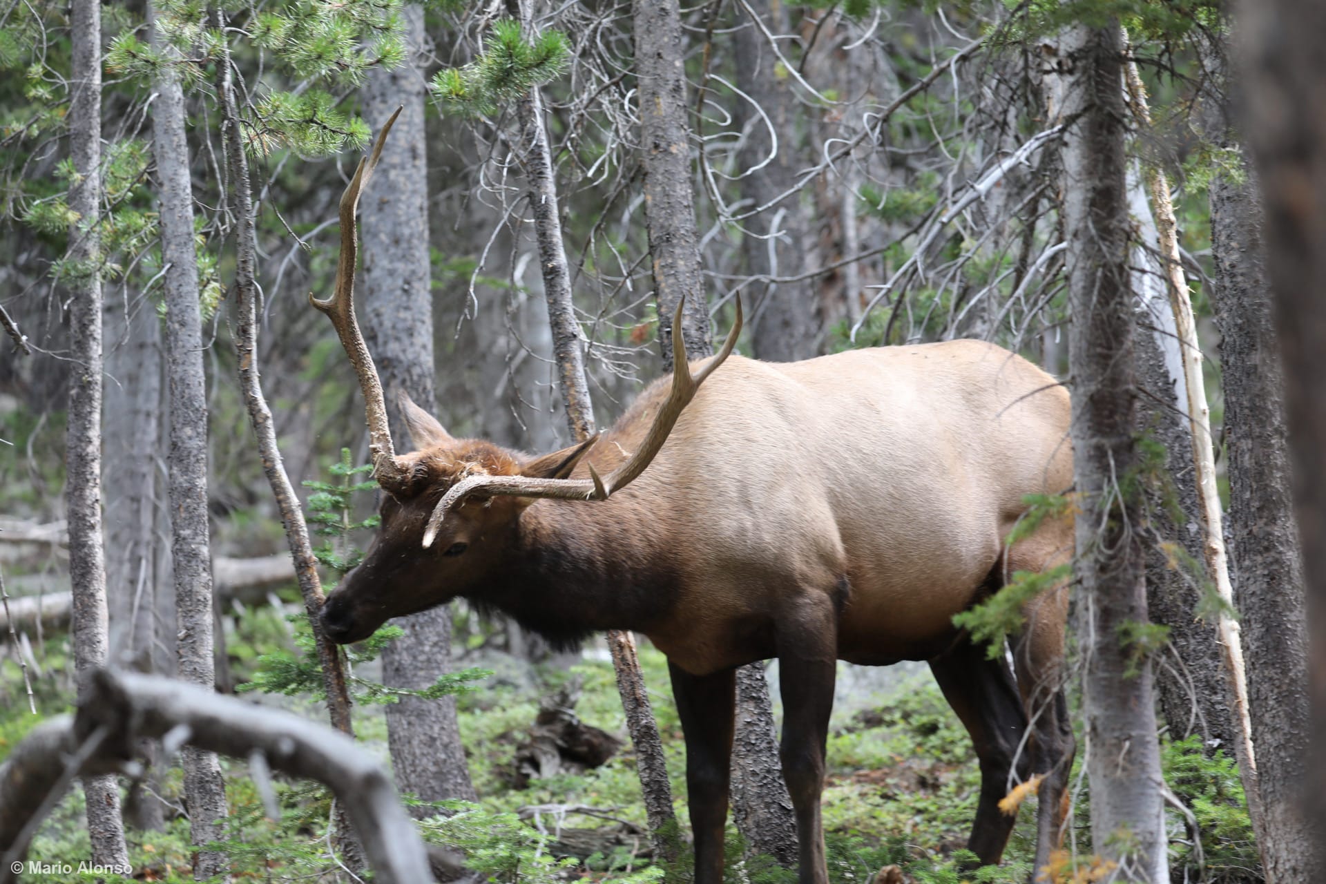 Elk or Wapiti Feeding