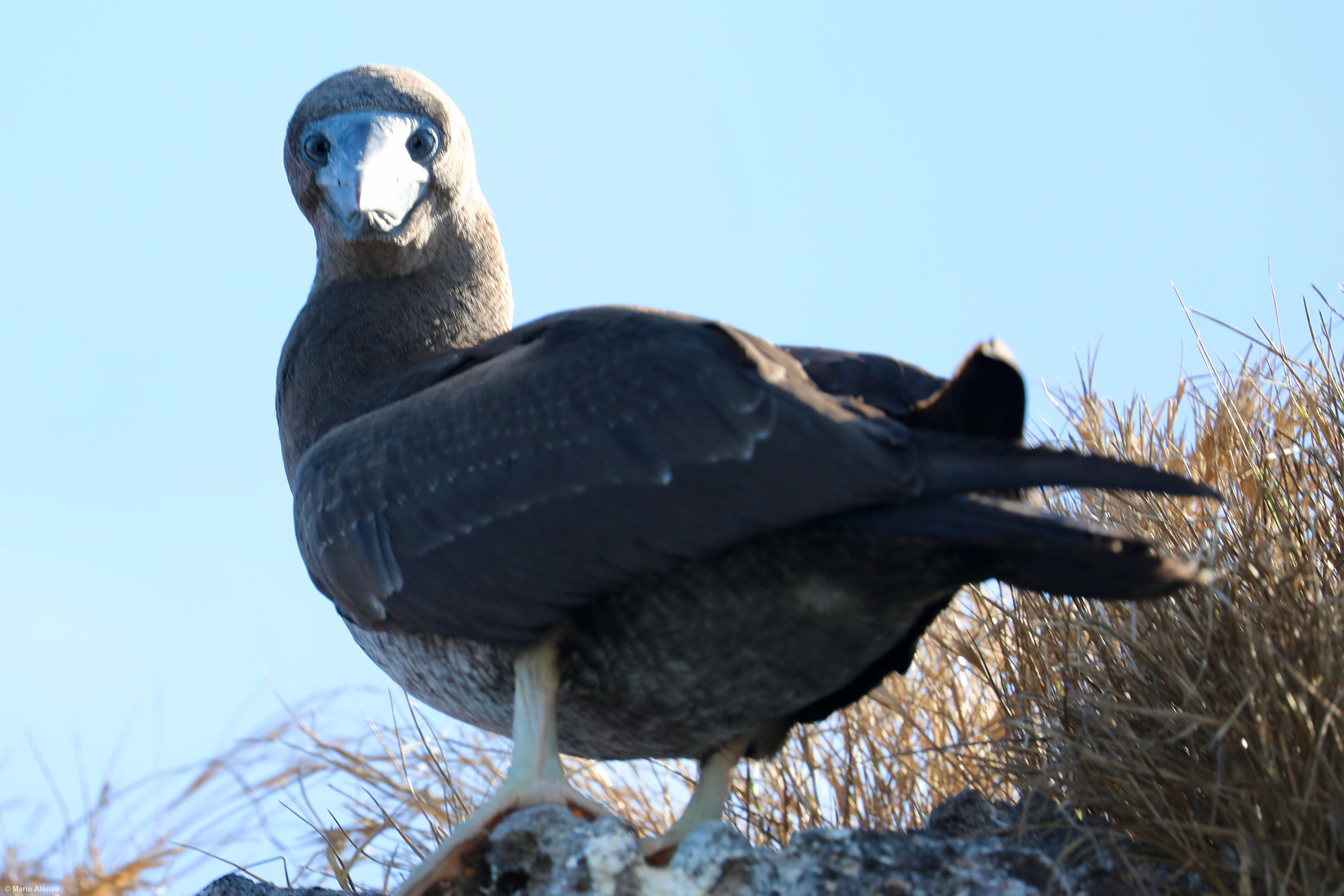 Brown booby