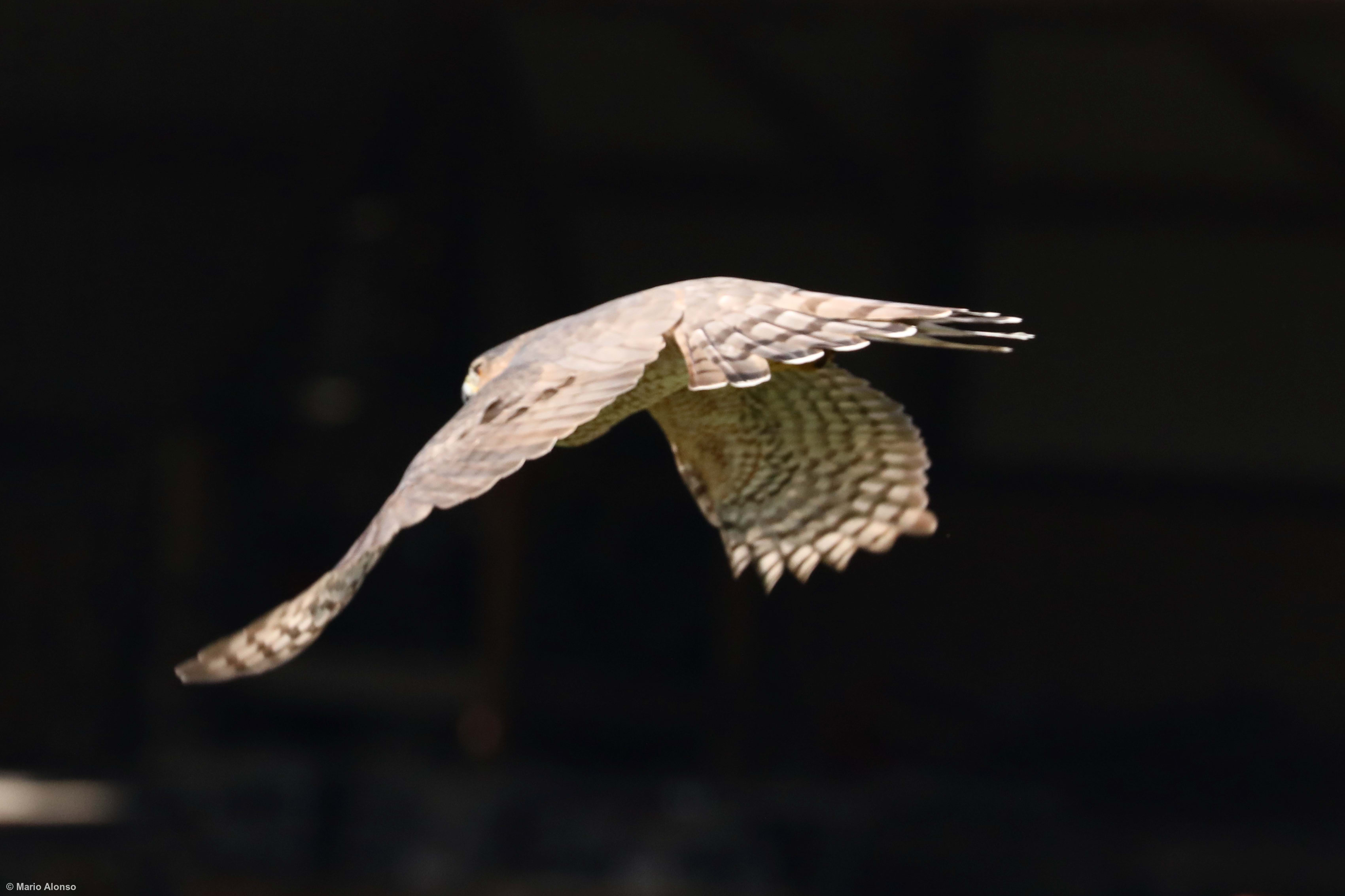Cooper's hawk Feeding