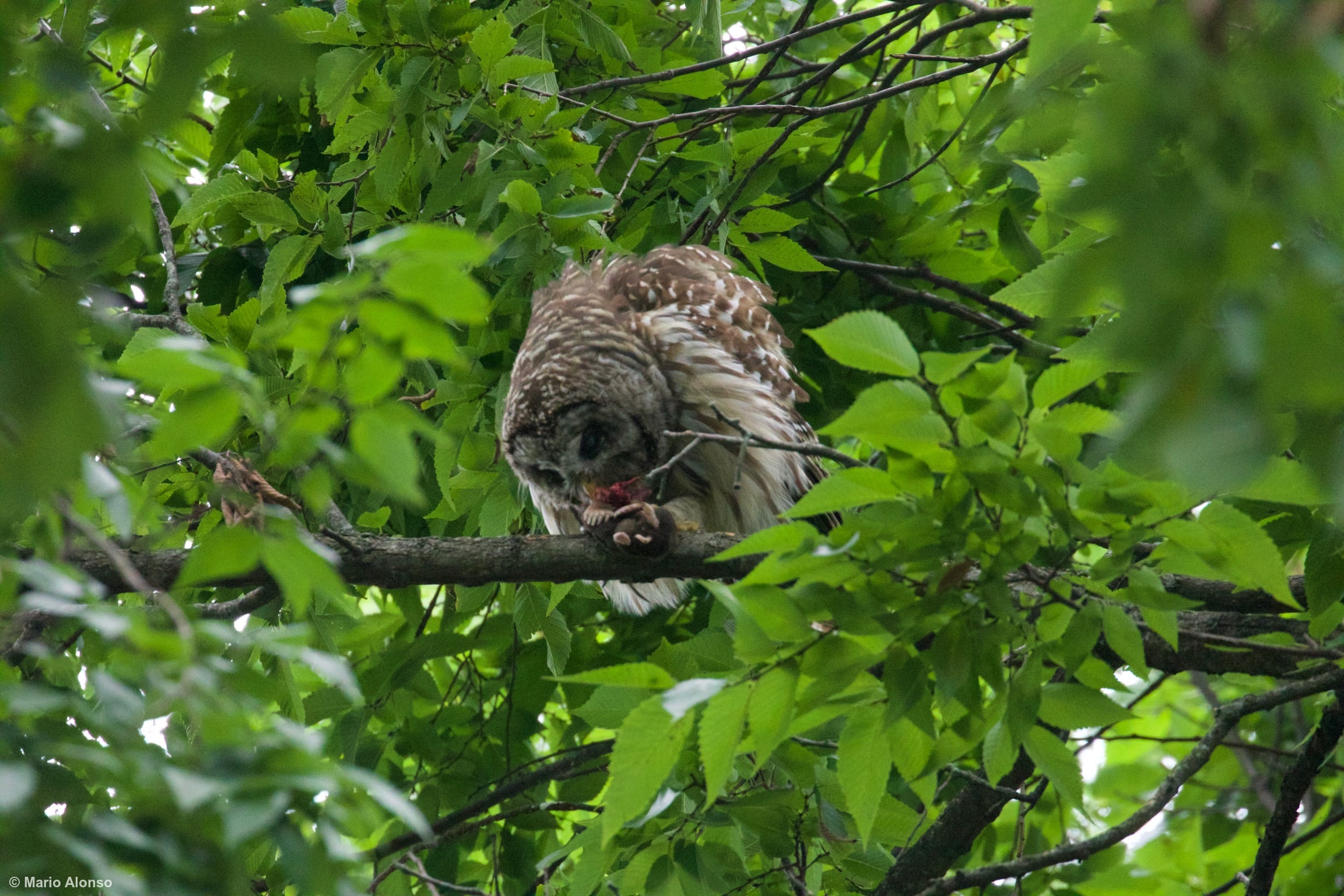Barred owl Feeding