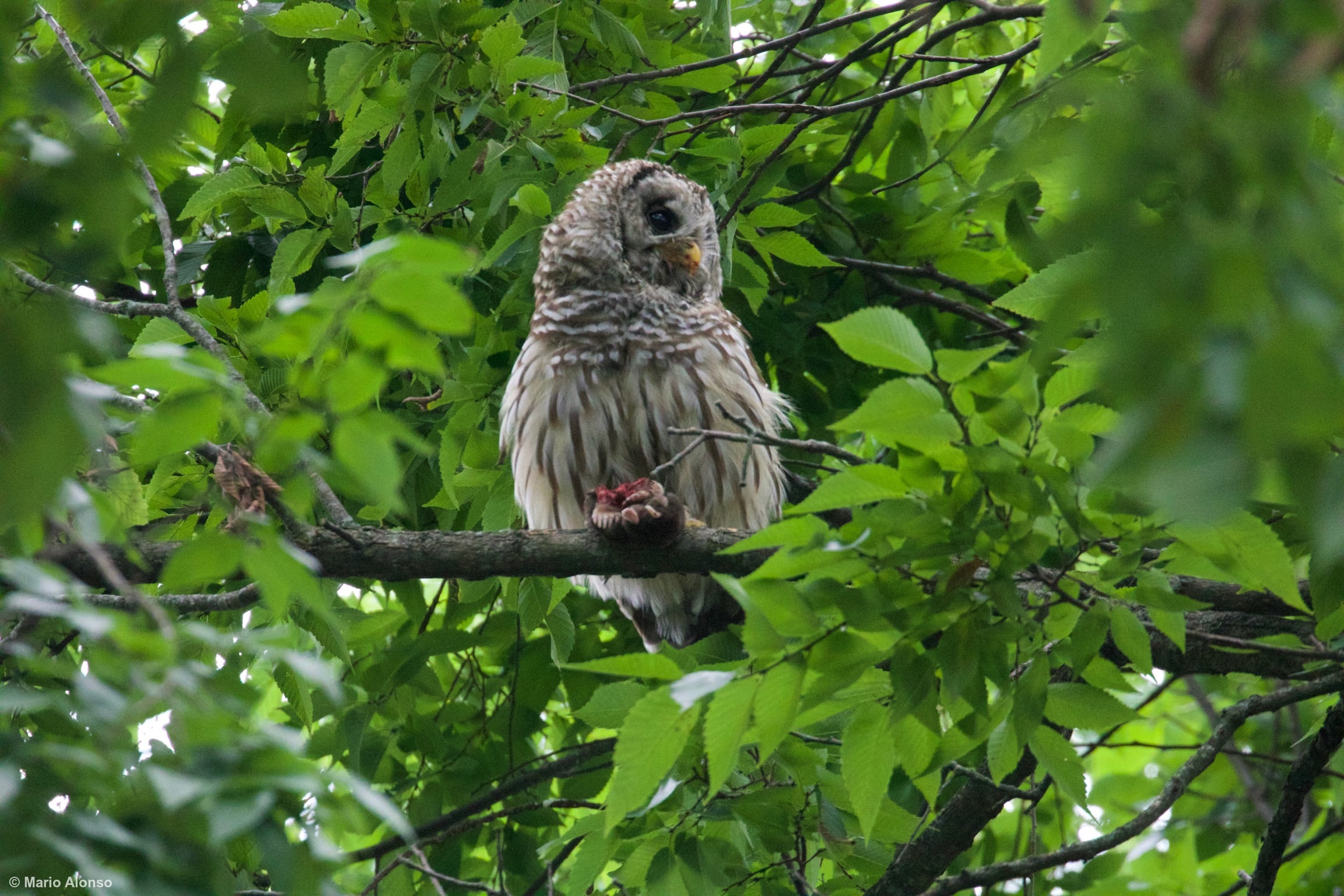Barred owl
