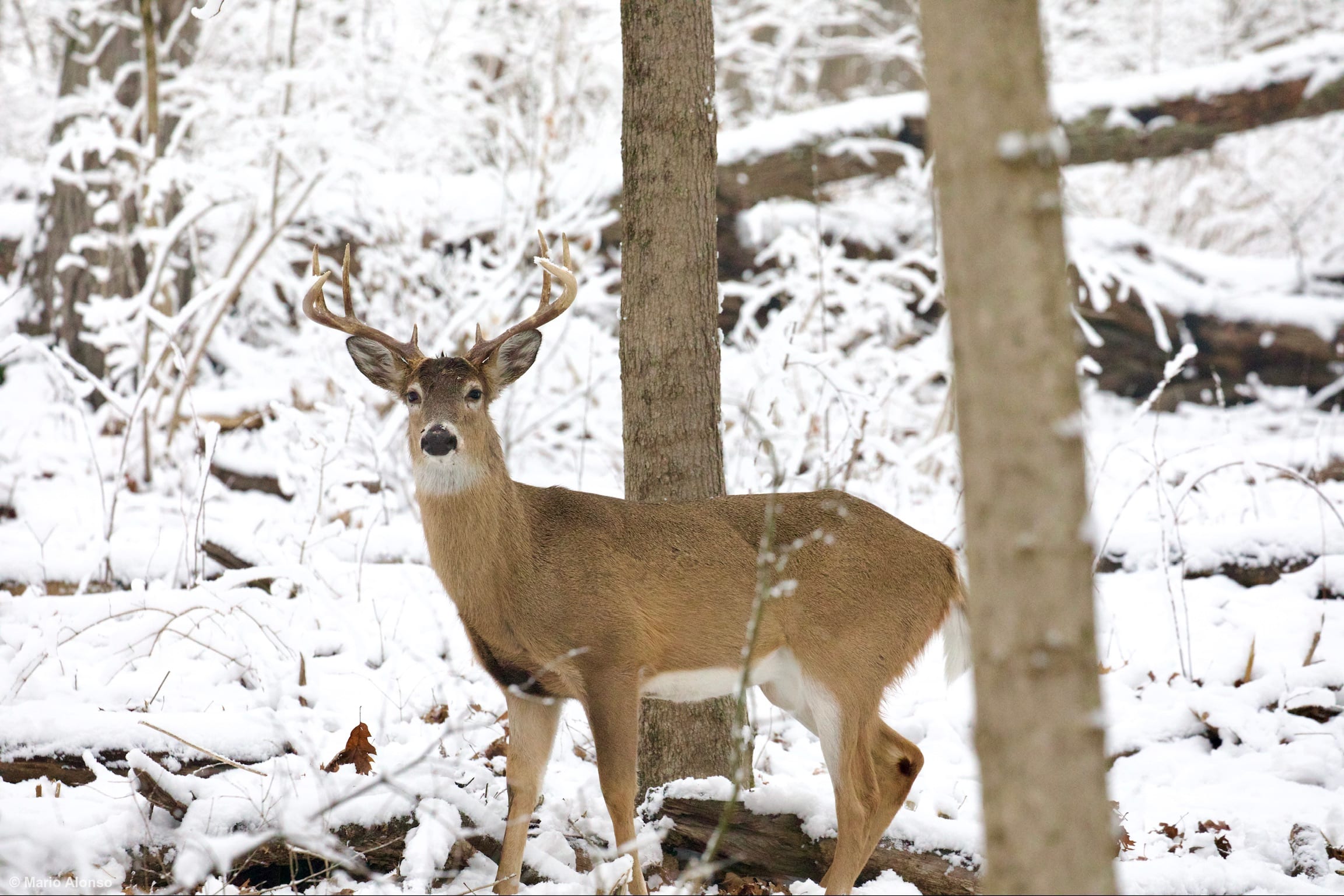 White-tailed deer Male