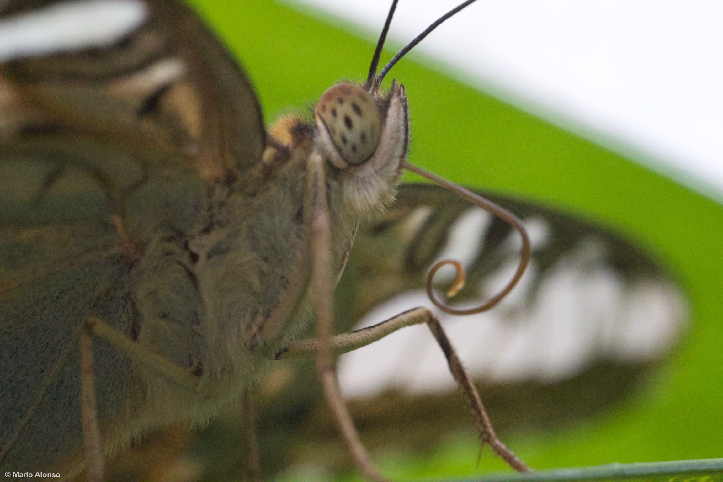 Blue Morpho Butterfly