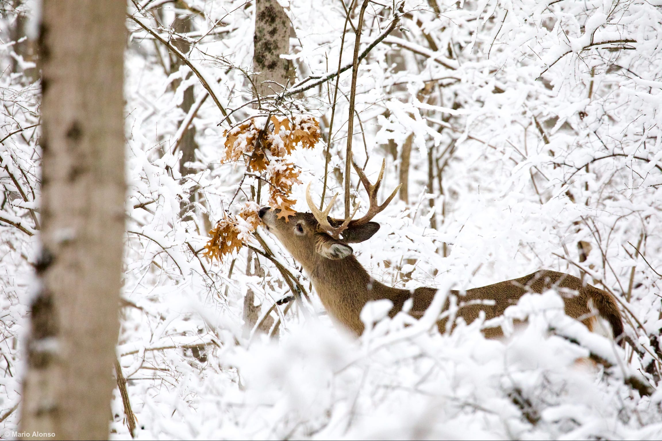 White-tailed deer Feeding