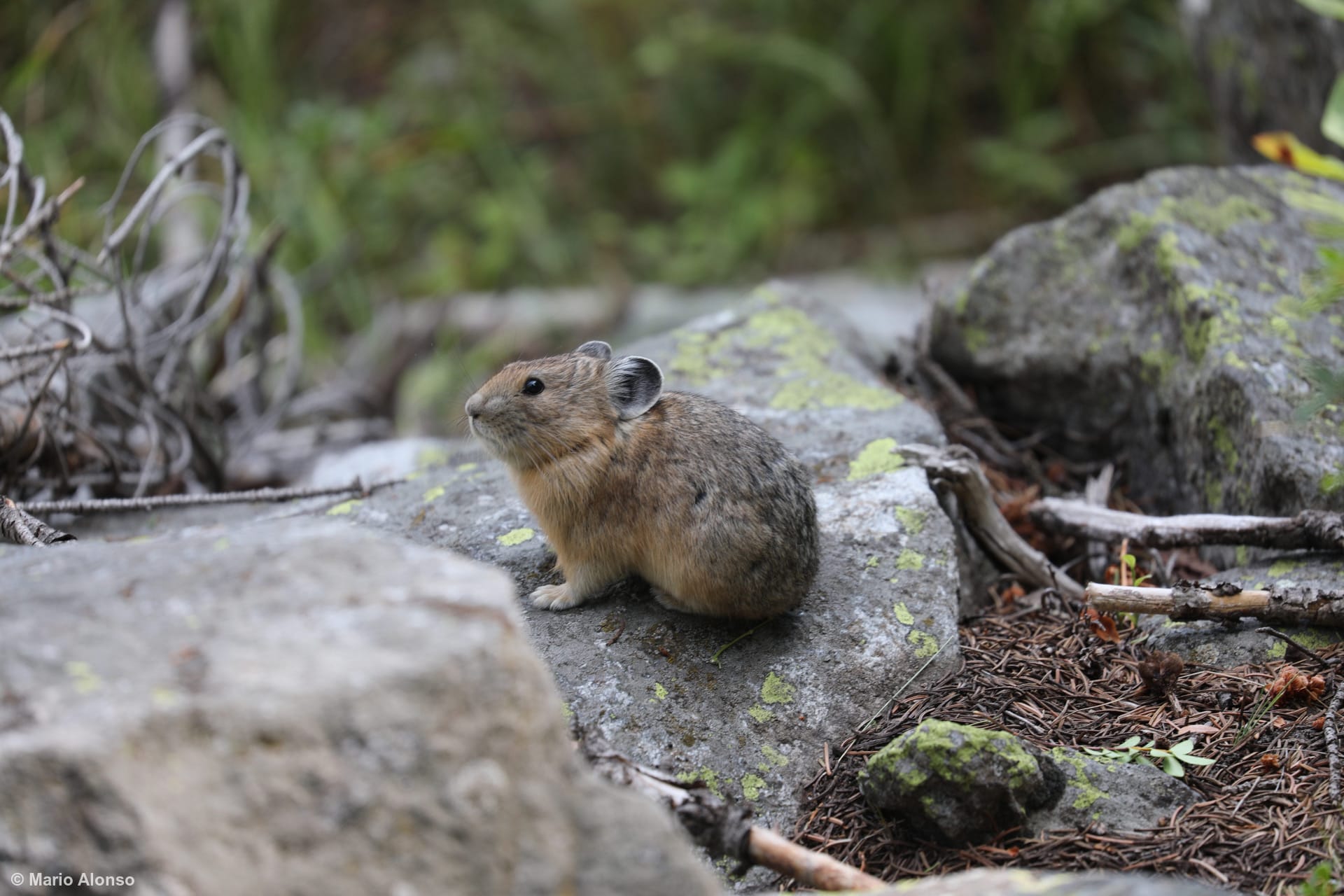 American Pika
