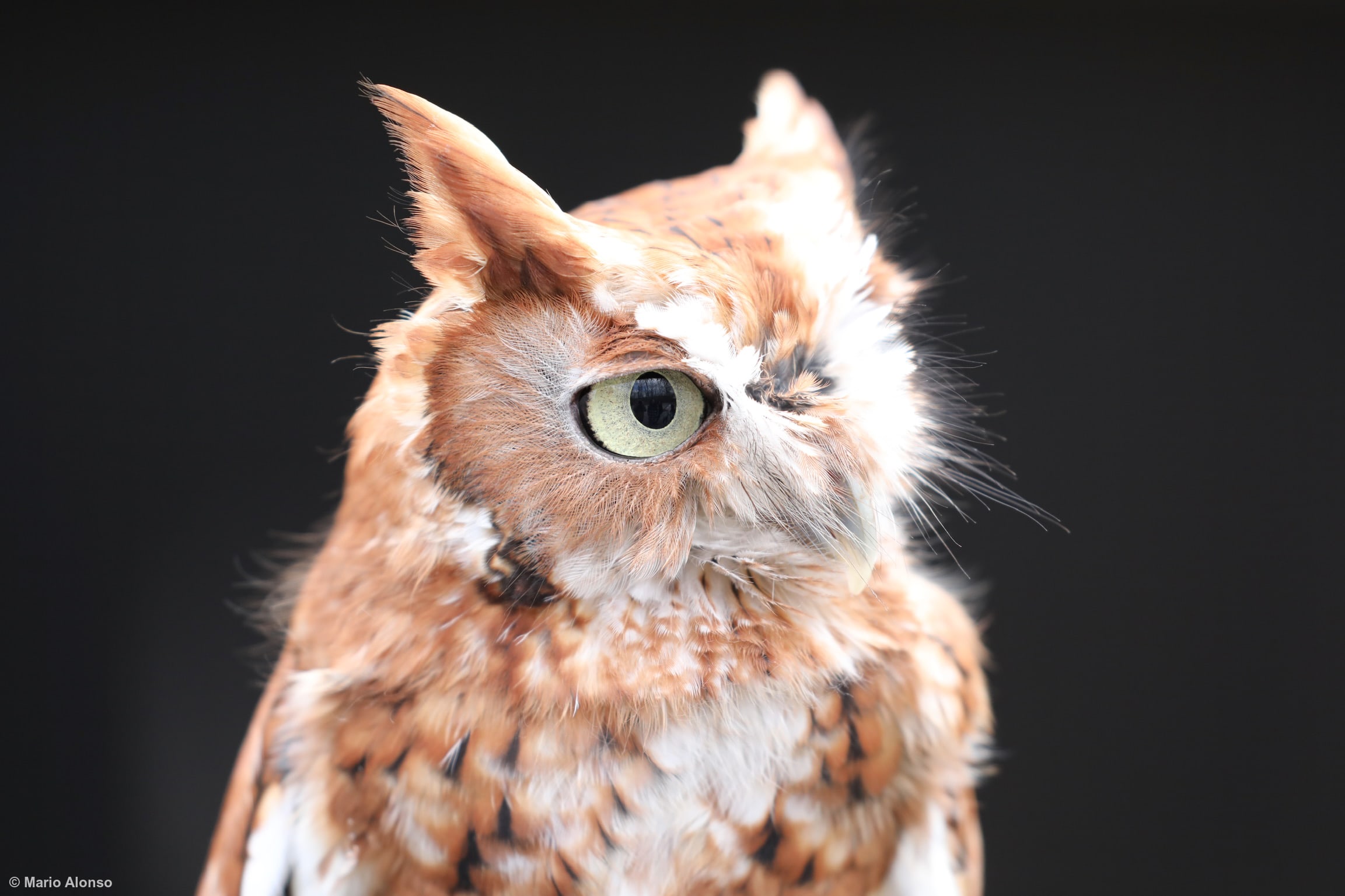 Eastern screech owl