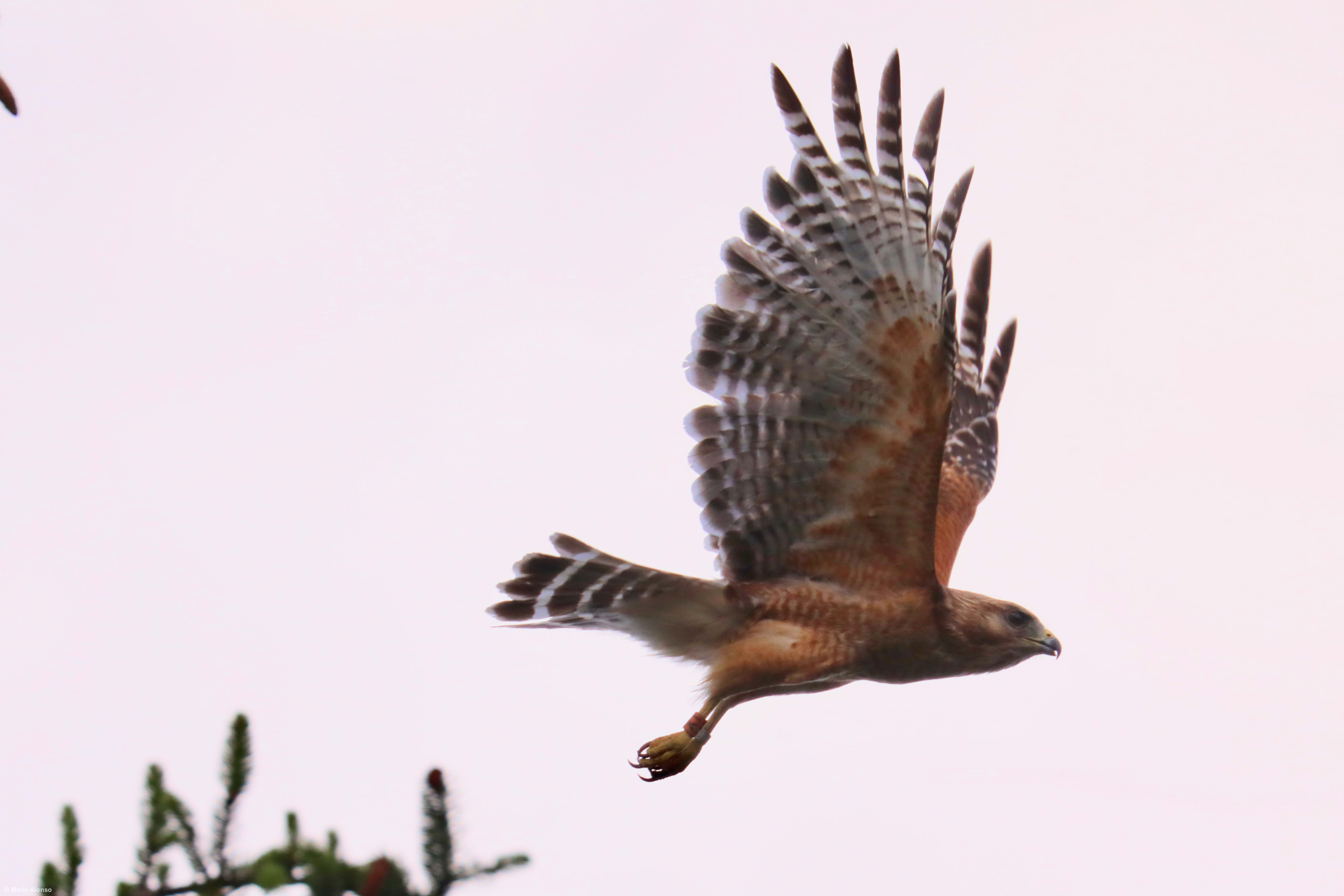 Red-shouldered hawk
