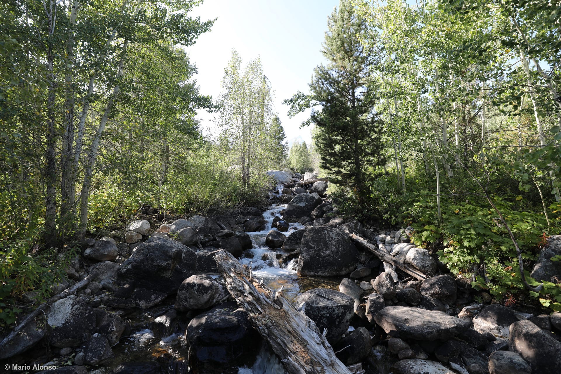 Taggart Creek Reflections