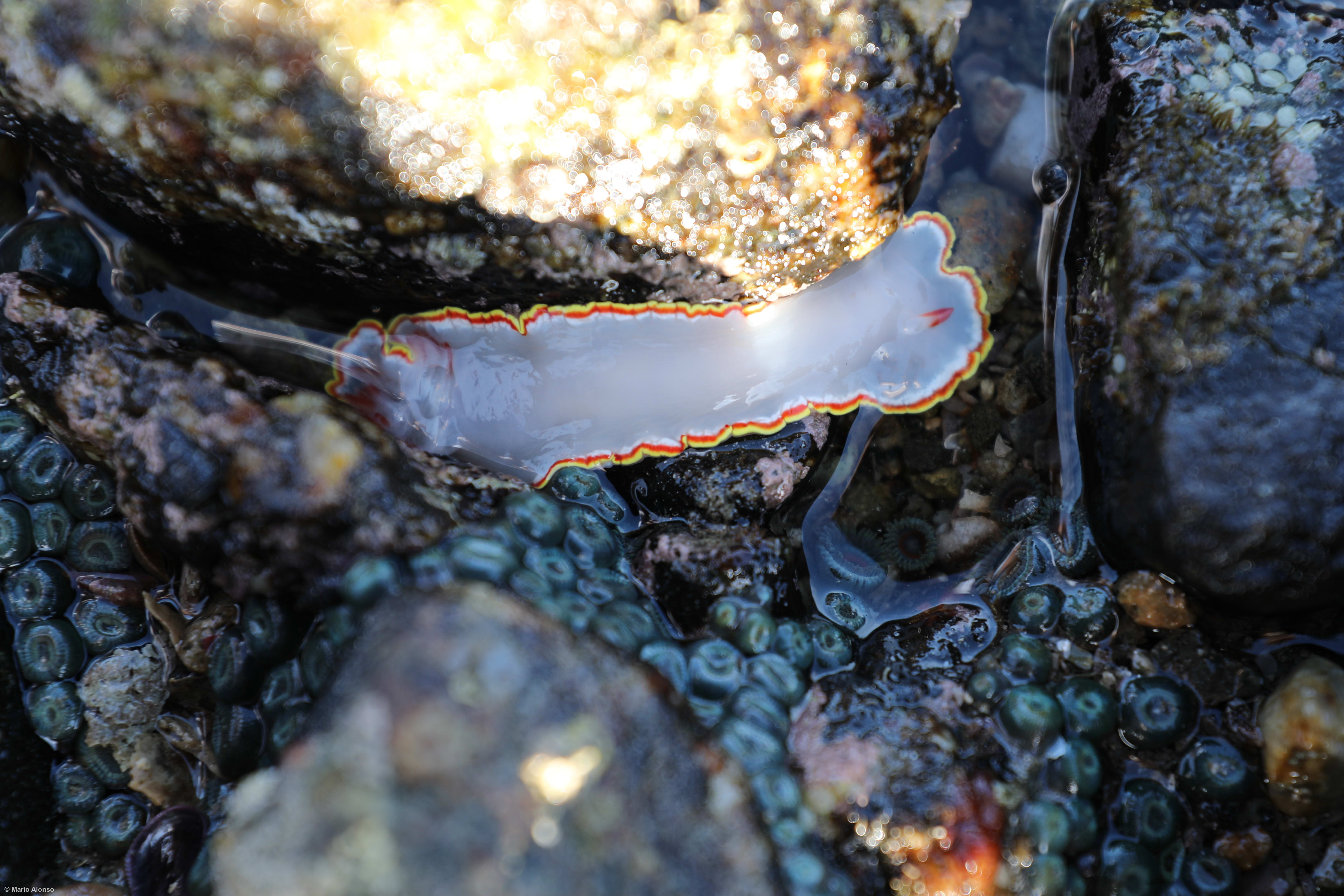 Diosa de puntas rojas