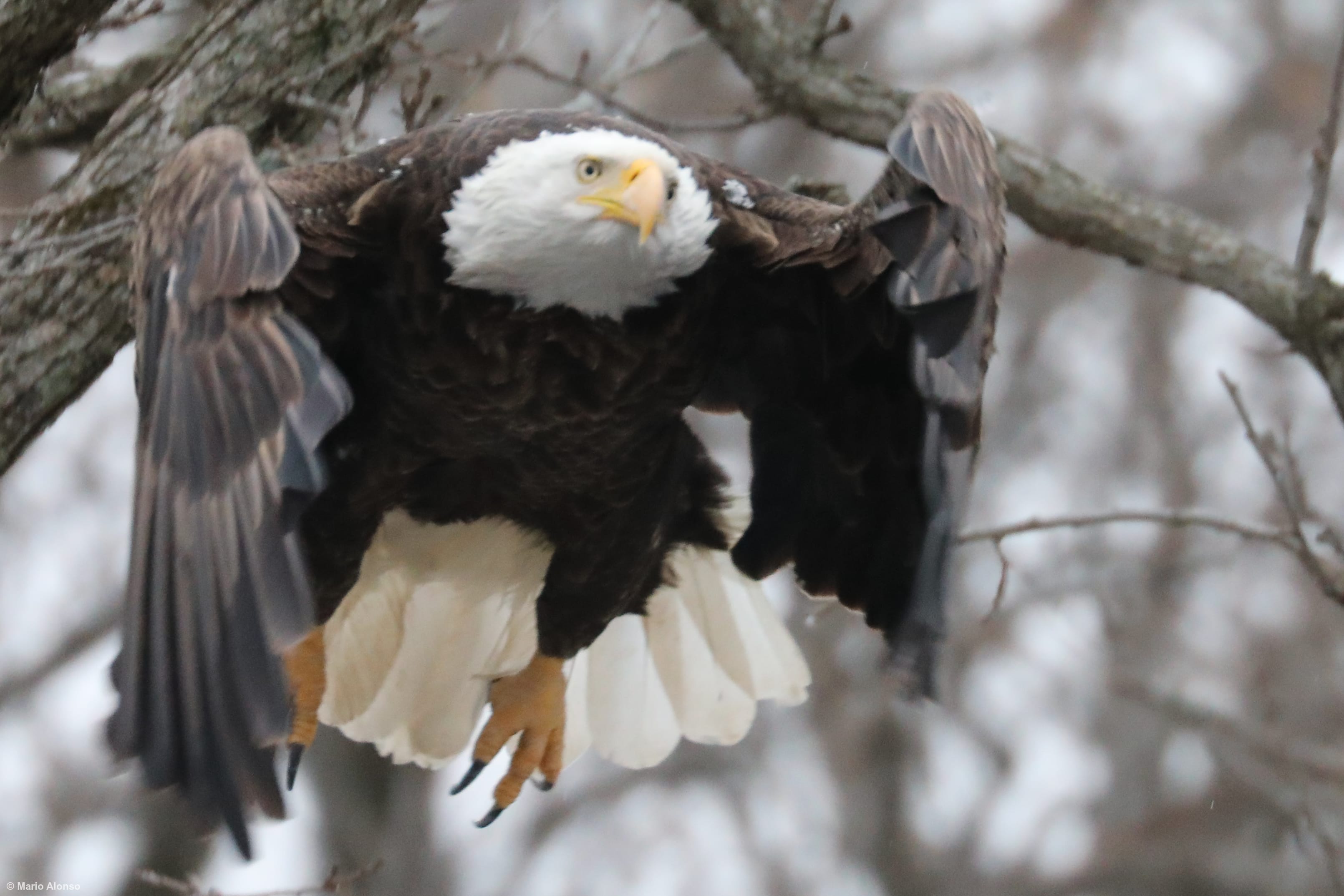 Bald Eagle Launching Toward Me