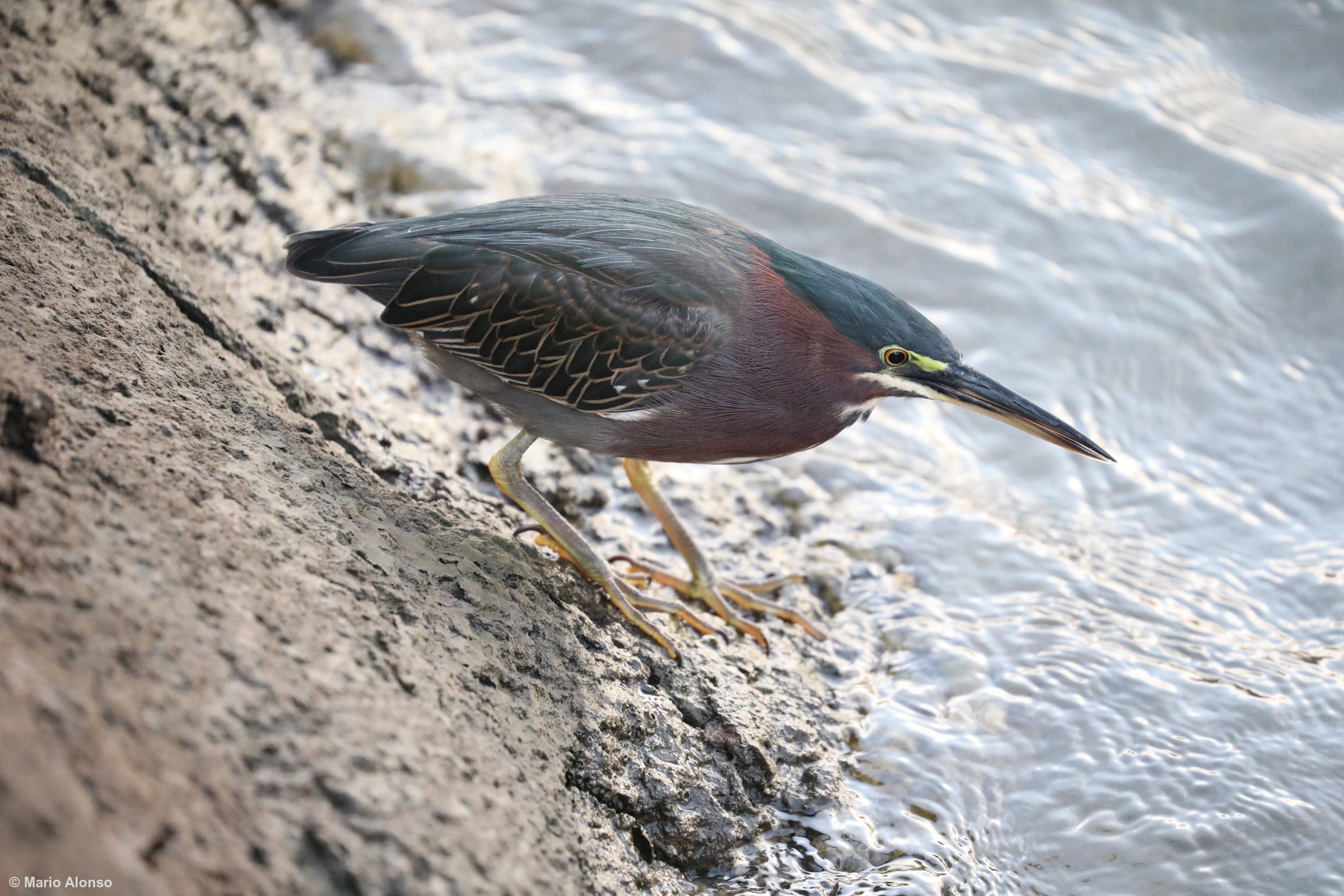 Green Heron Hunting