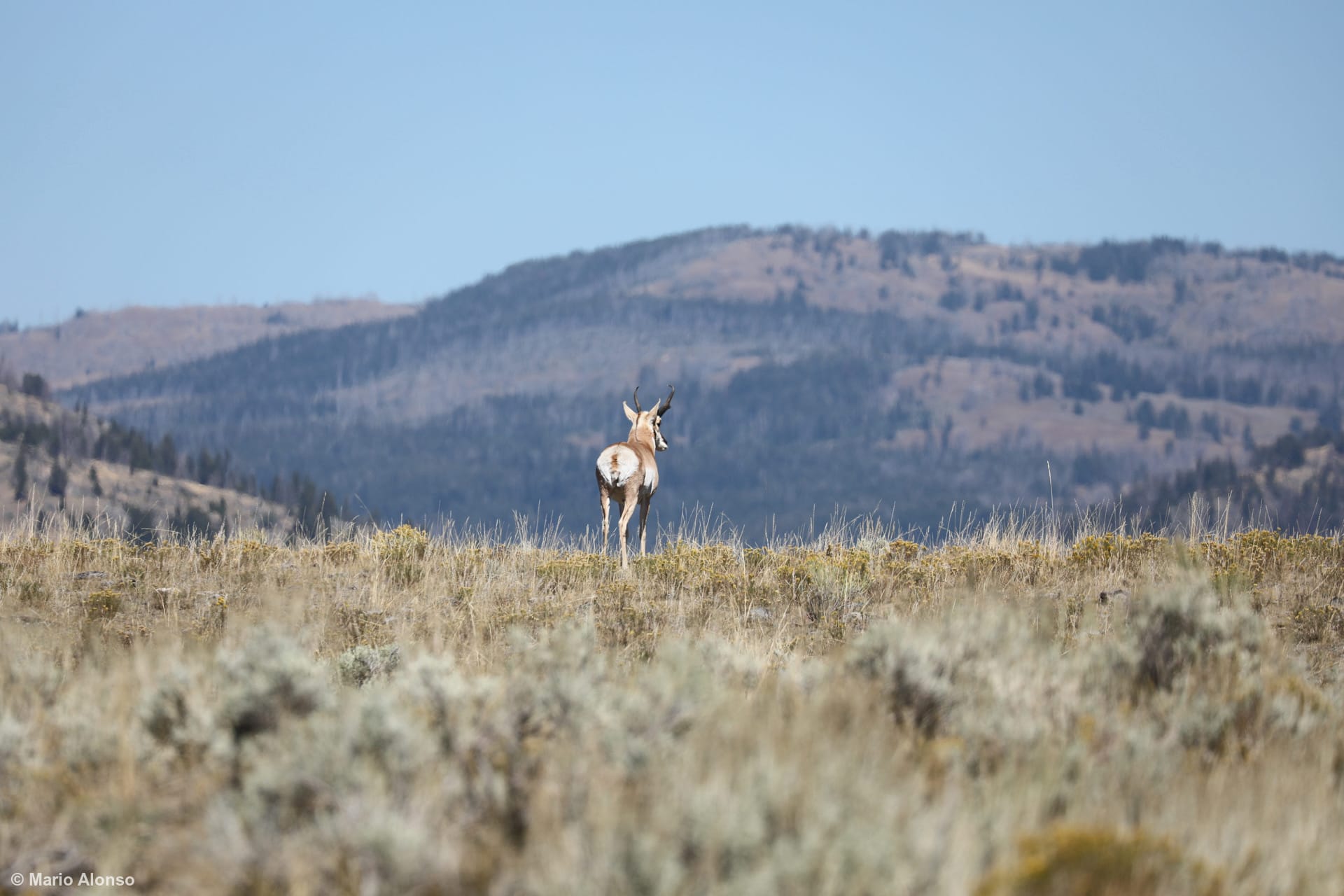 Pronghorn on the Horizon