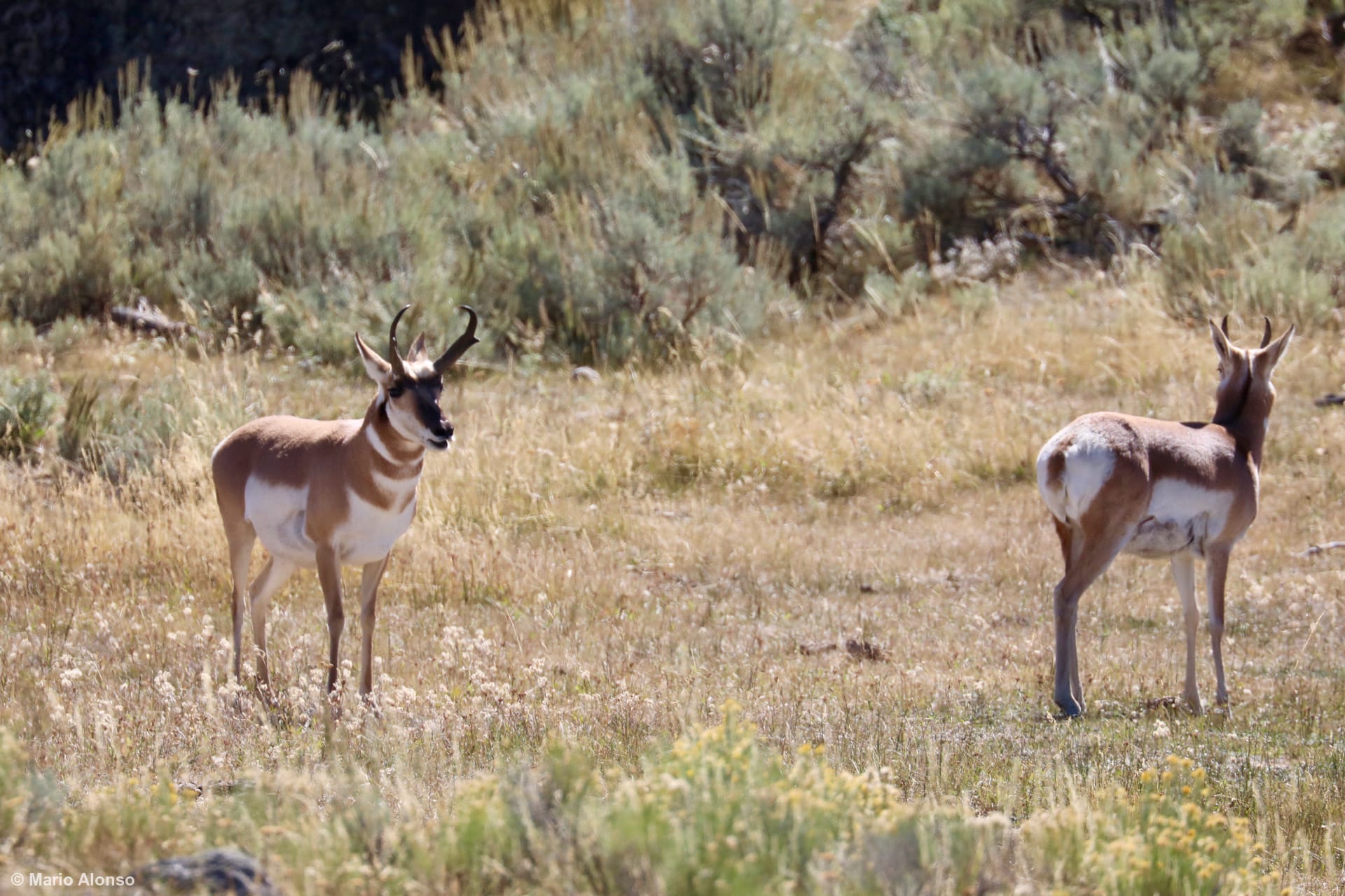 Vigilant Pronghorn Pair