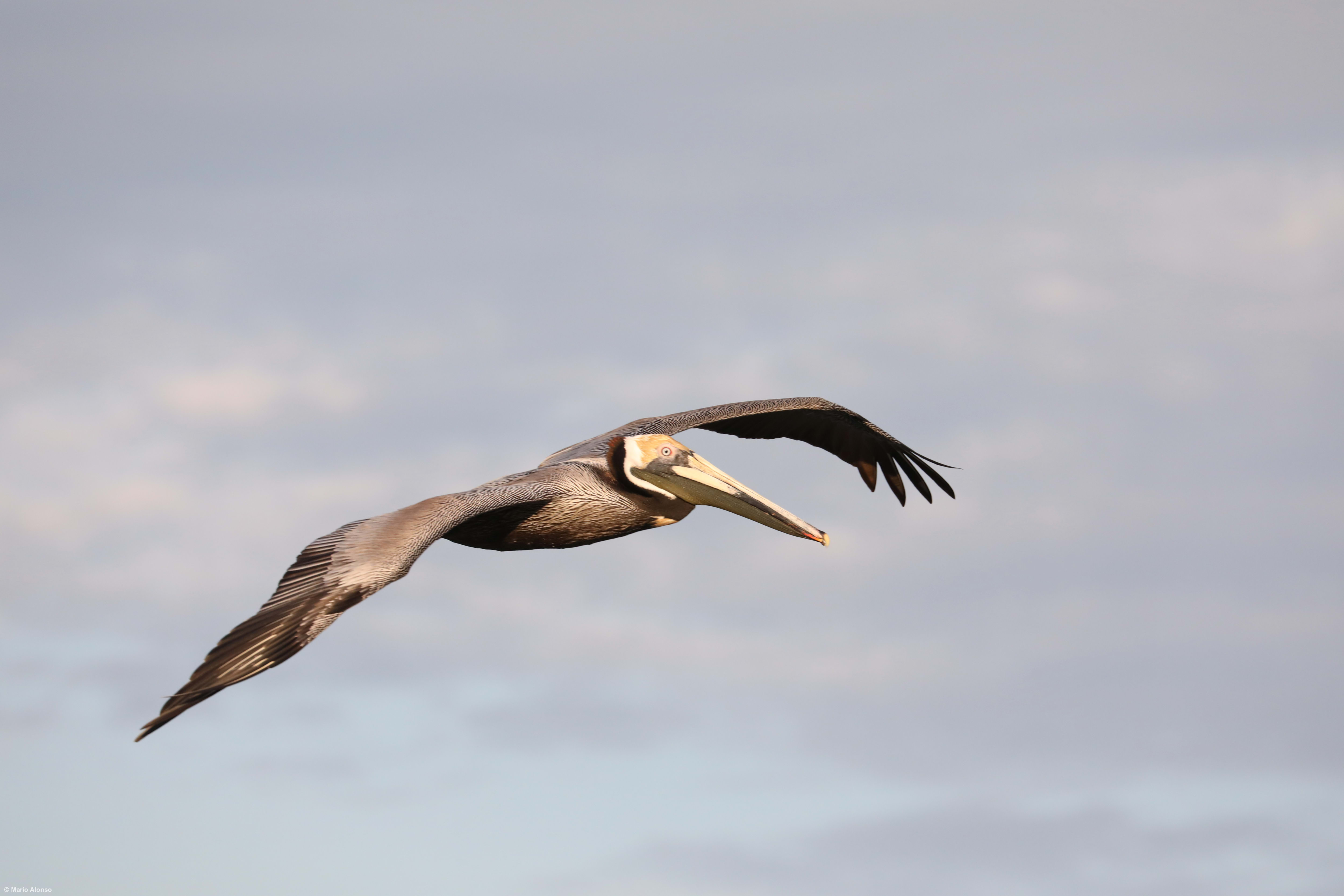 Brown Pelican Gliding
