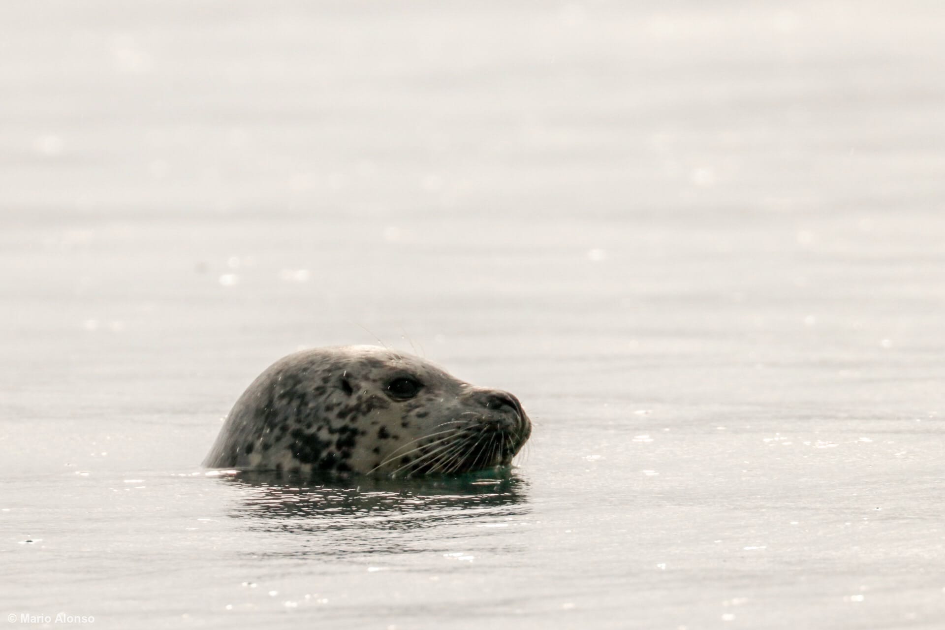 Harbor Seal at Lowell Point
